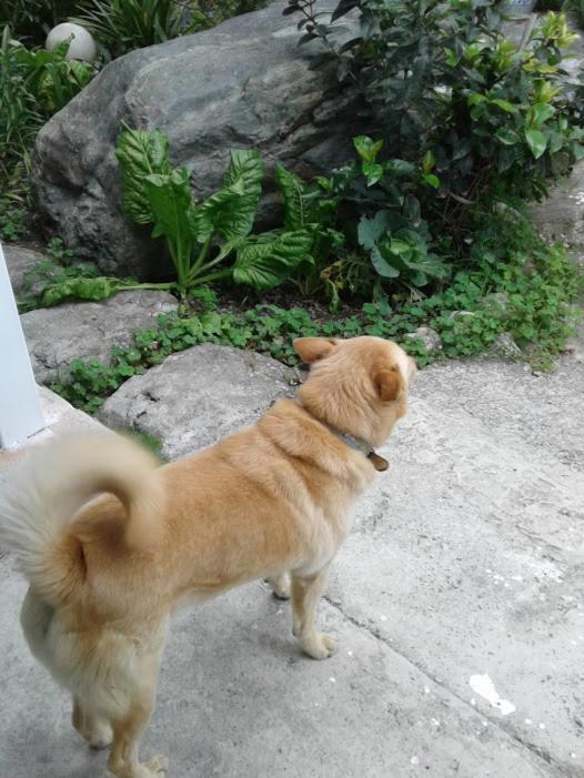 Taitung Linyuan B&B