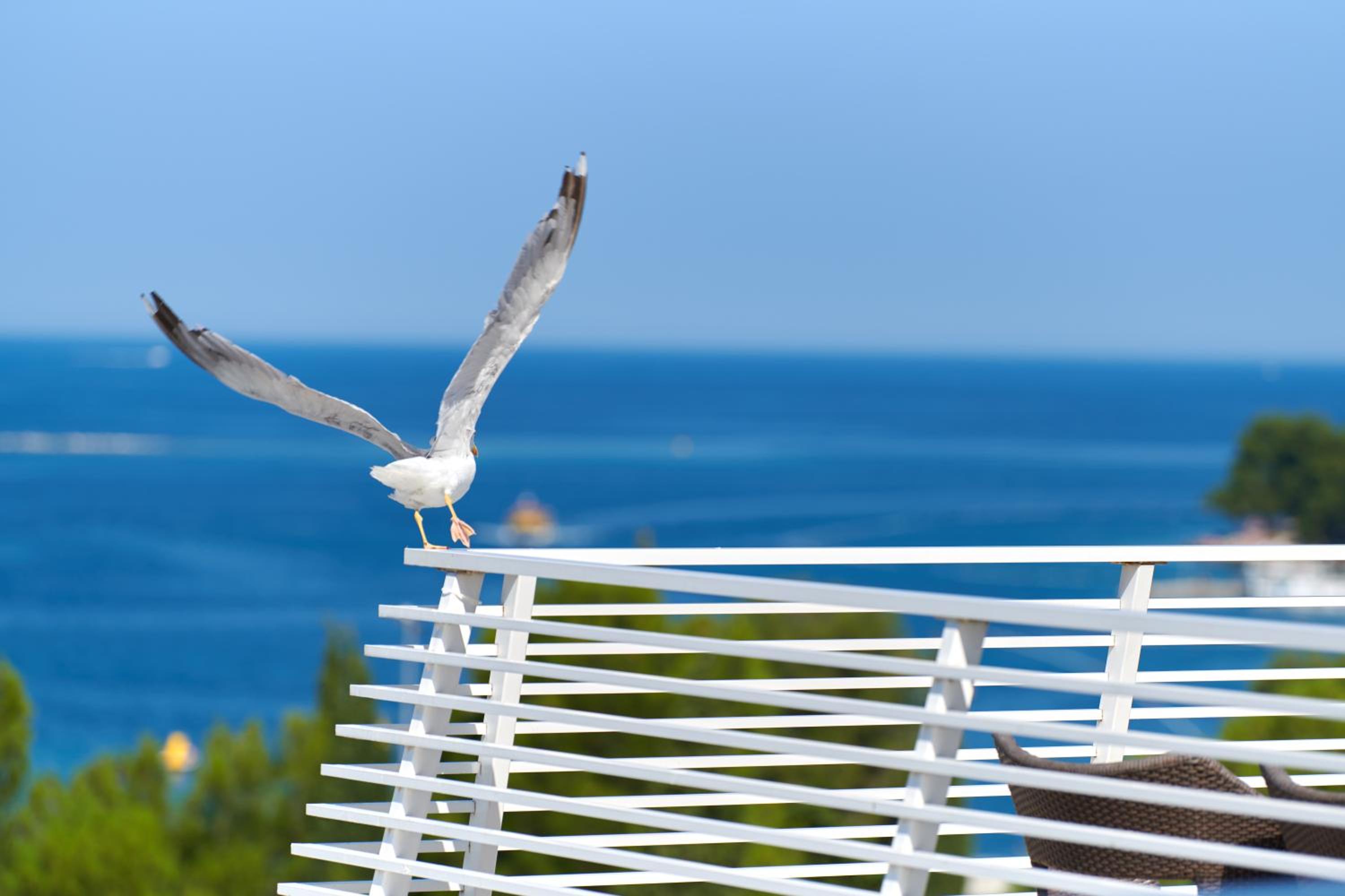 Hotel Albatros Plava Laguna - Property Image 63