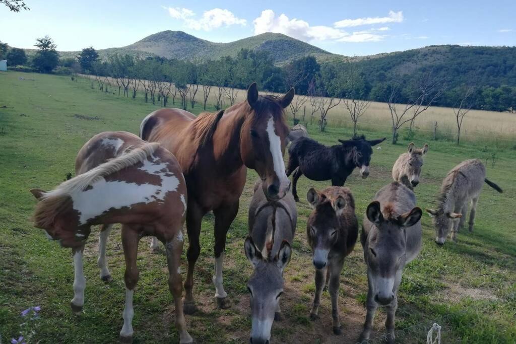 Holiday home with swimming pool, wellness, horses and donkeys