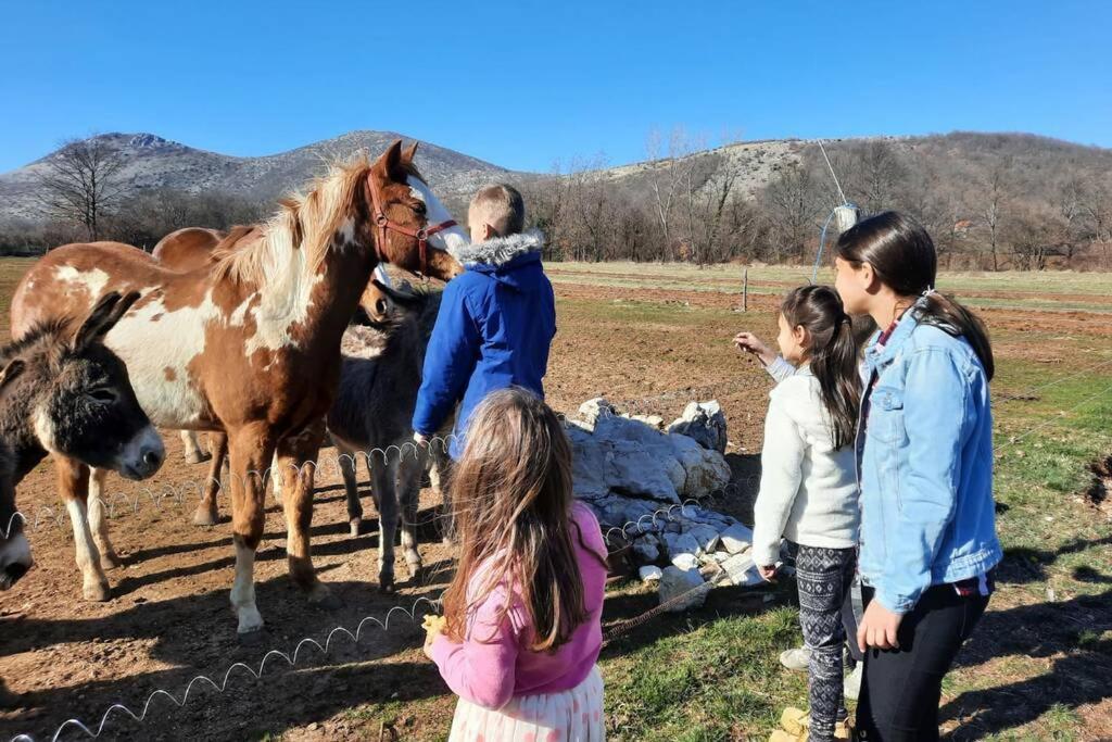 Holiday home with swimming pool, wellness, horses and donkeys