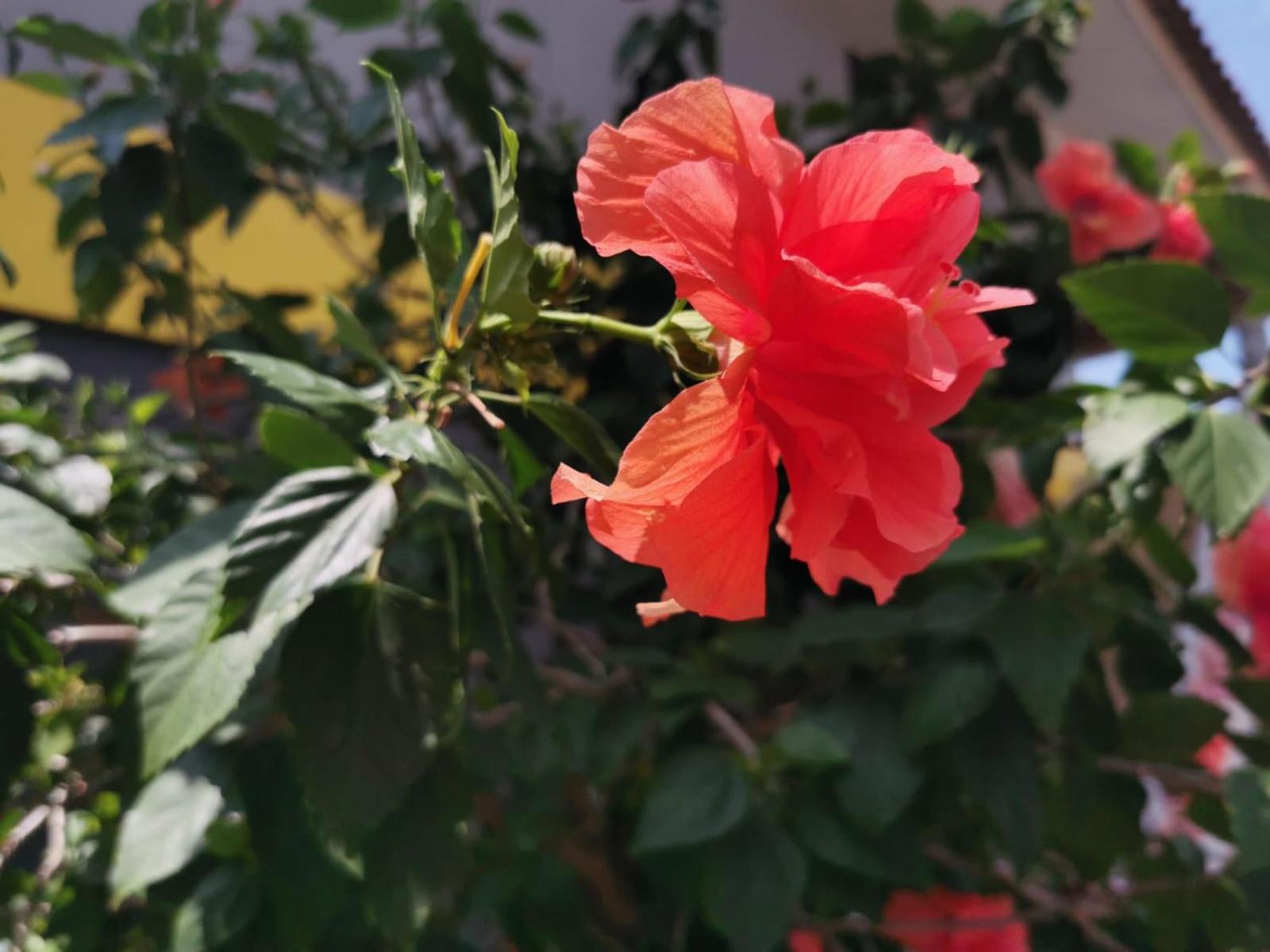 Lanta Garden Home