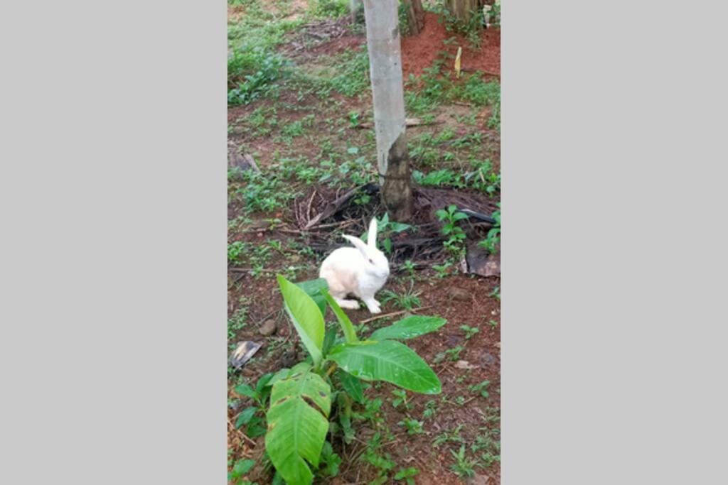 NIDHIVANA FARMS & RESORT, bakrebail-salethoor rd, Mangalore