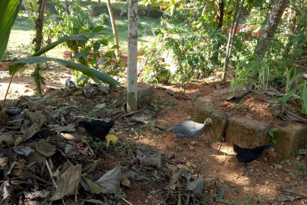 NIDHIVANA FARMS & RESORT, bakrebail-salethoor rd, Mangalore