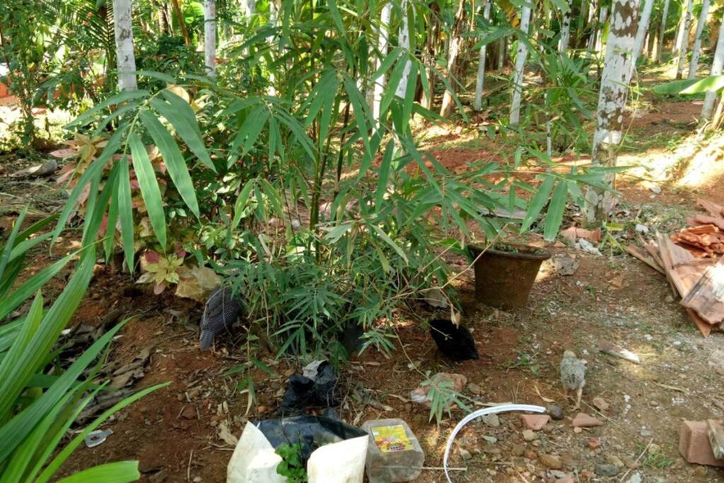 NIDHIVANA FARMS & RESORT, bakrebail-salethoor rd, Mangalore