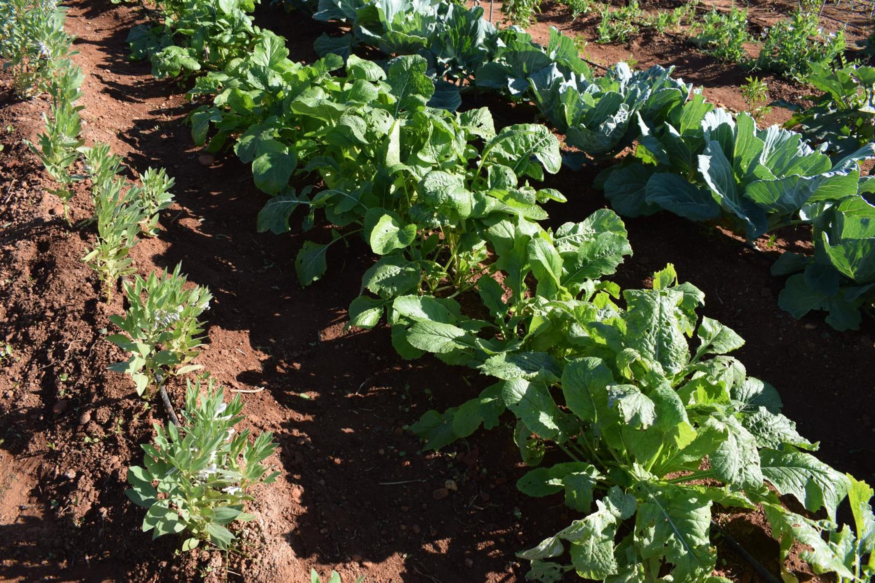 Cortijo La Molina de Cabo de Gata - Property Image 21