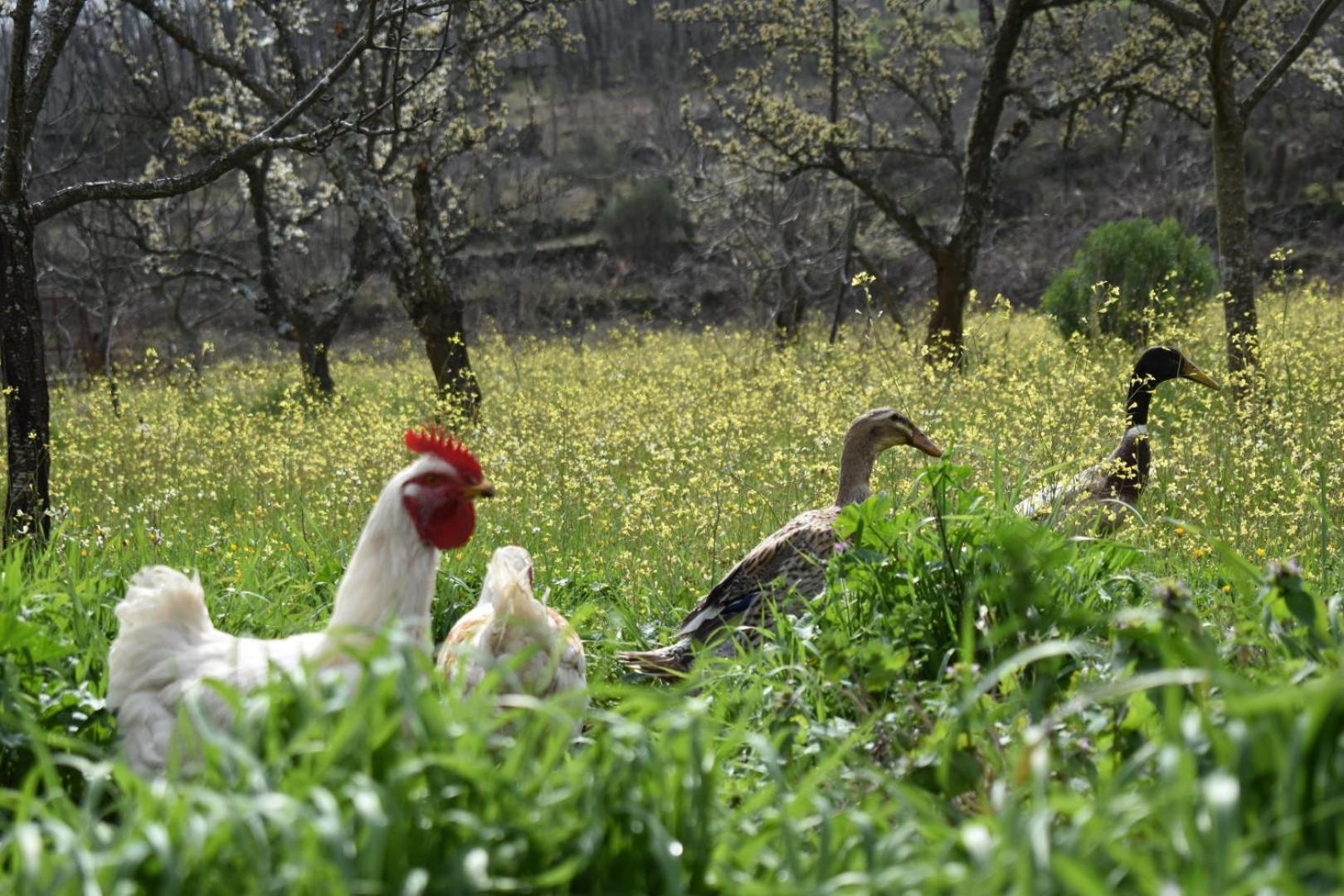 CR familiar PrimaVera Jarandilla de la Vera