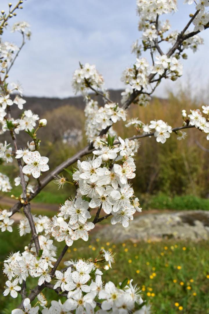 CR familiar PrimaVera Jarandilla de la Vera