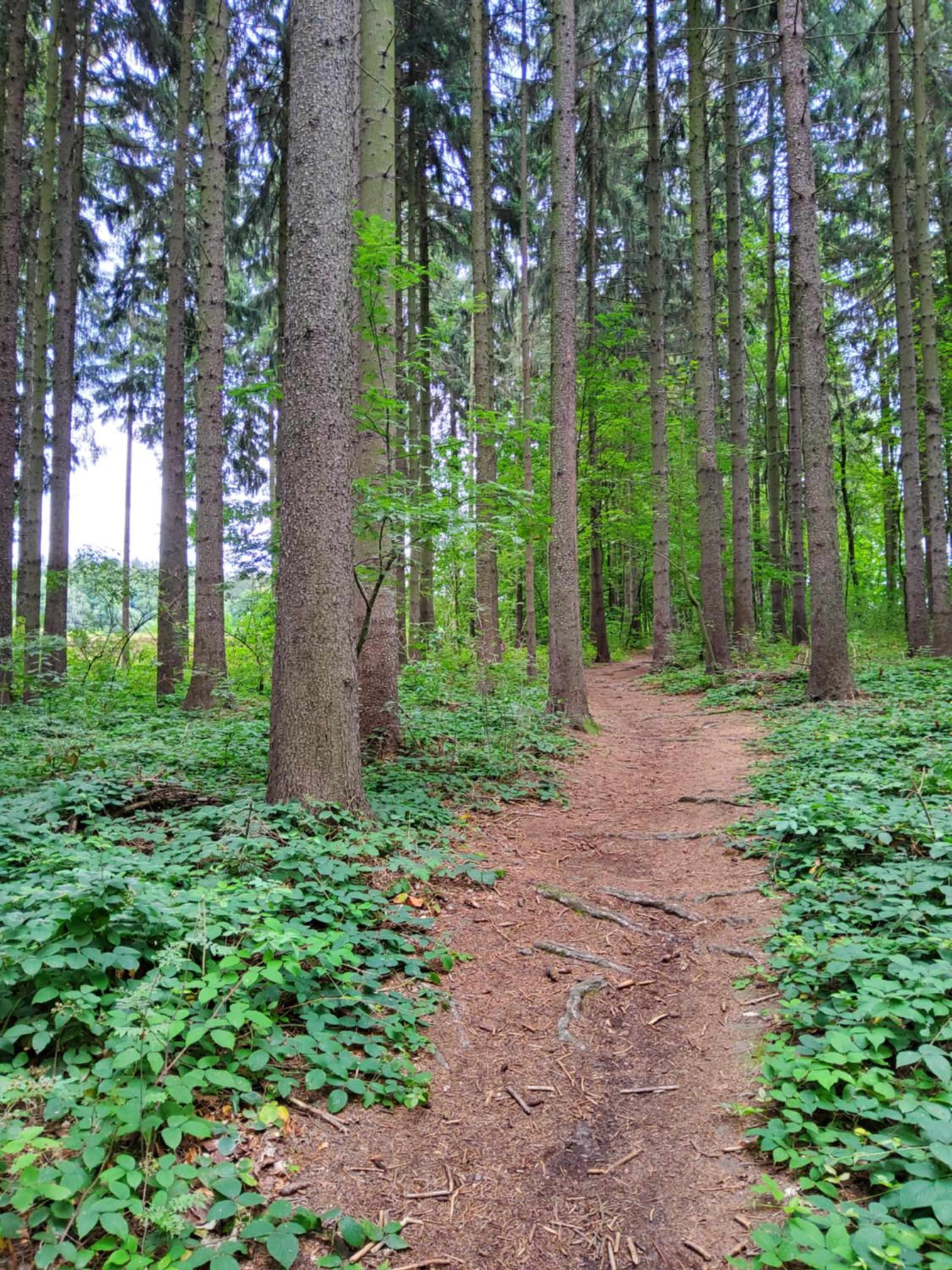 FeWo am Pochwerk-Badeteich - Property Image 17