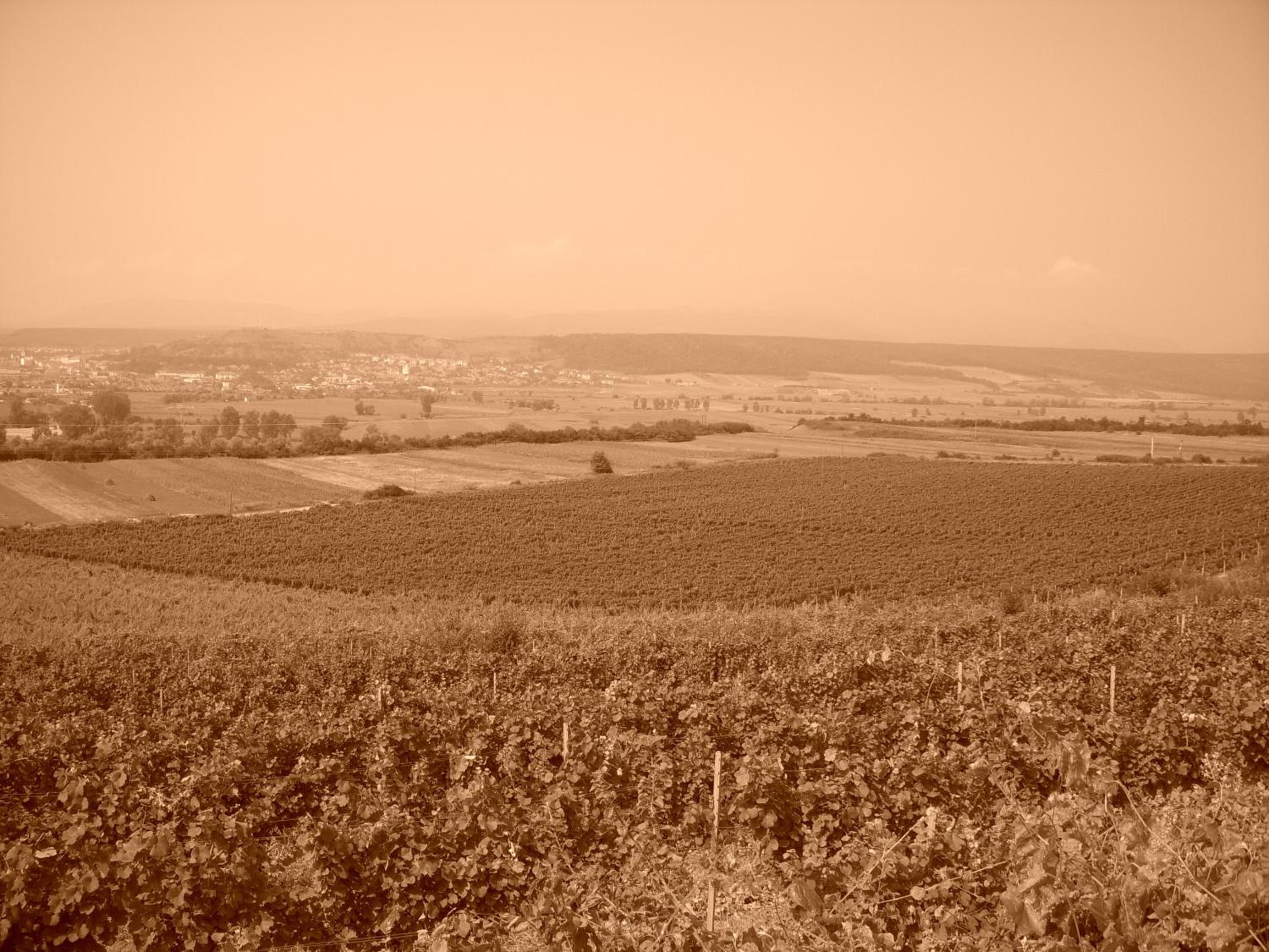 Photo 35