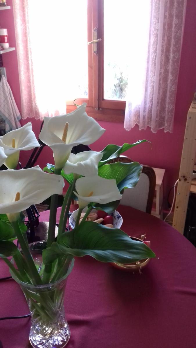 Photo 48
