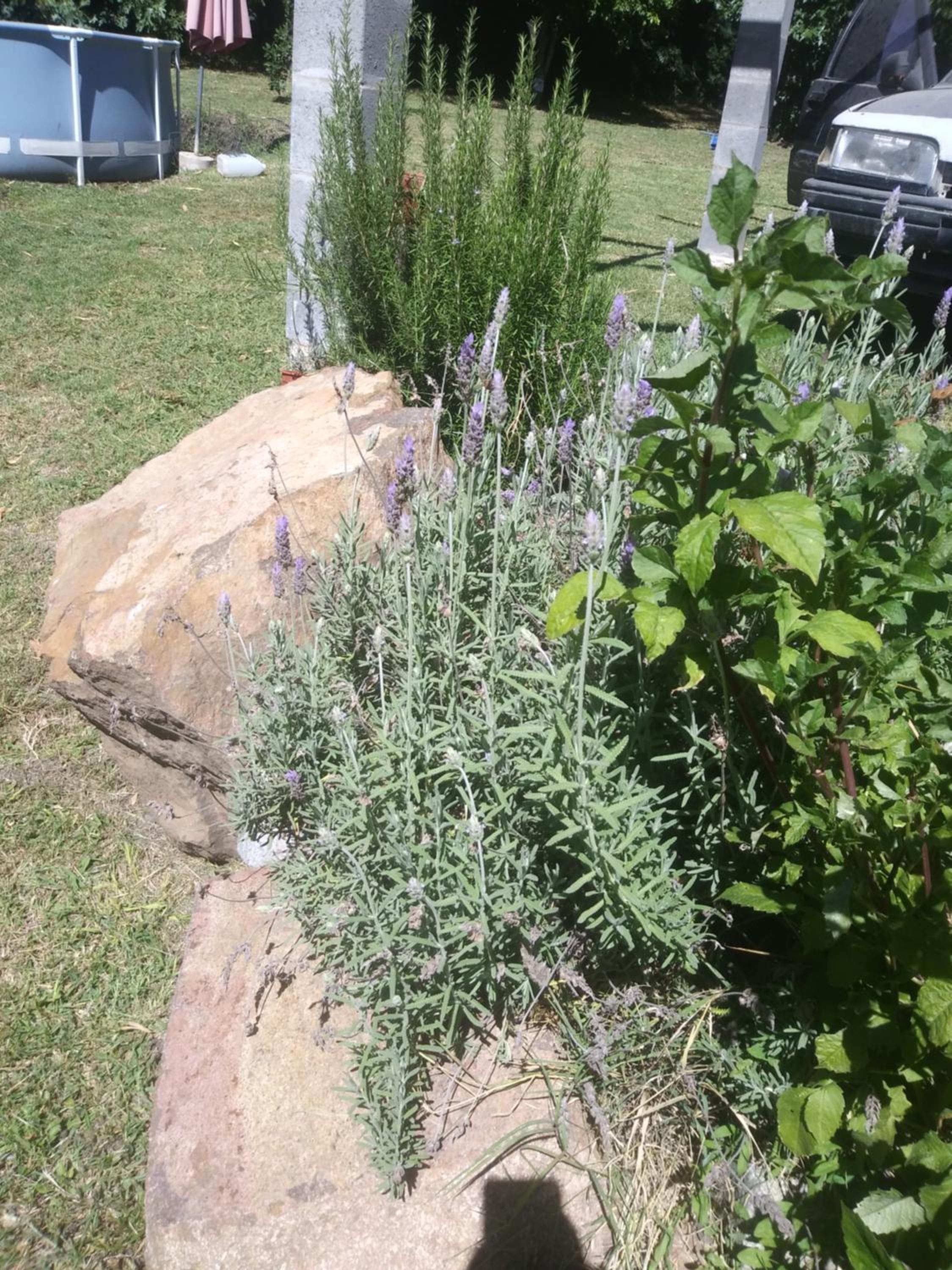Rancho Apar T -
