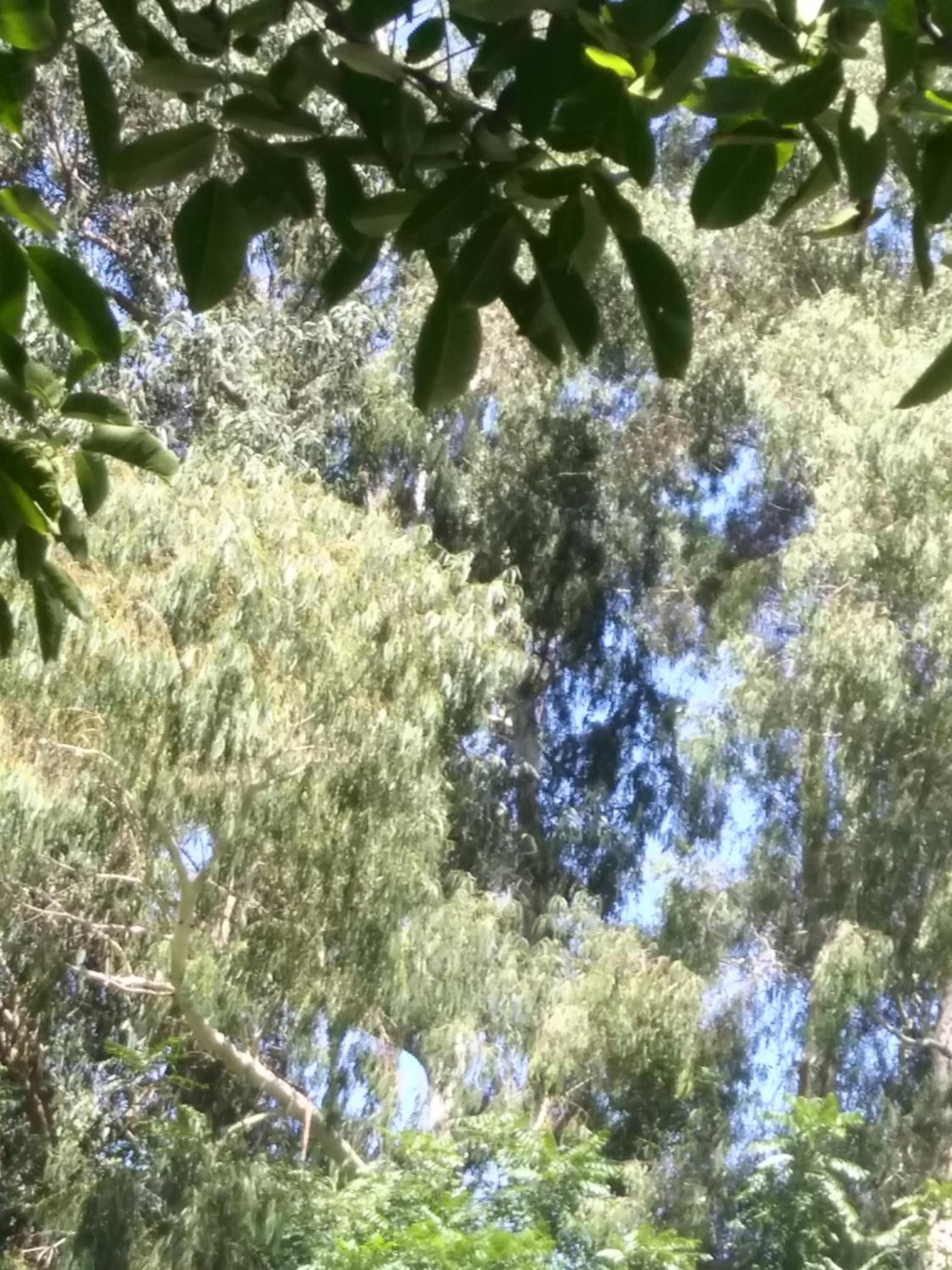 Rancho Apar T -