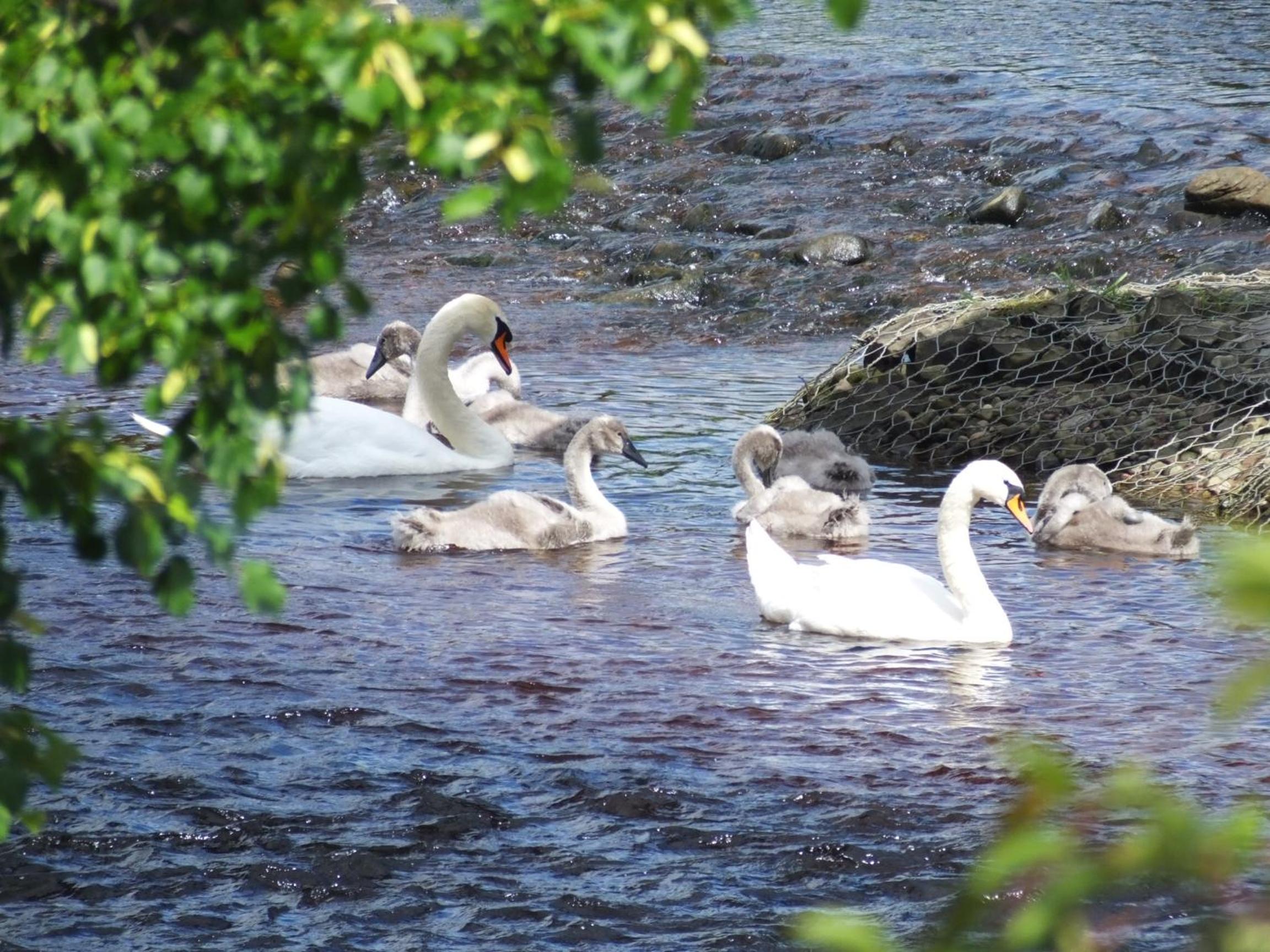 Luxury Riverbank Apartment, Nairn, photo 9