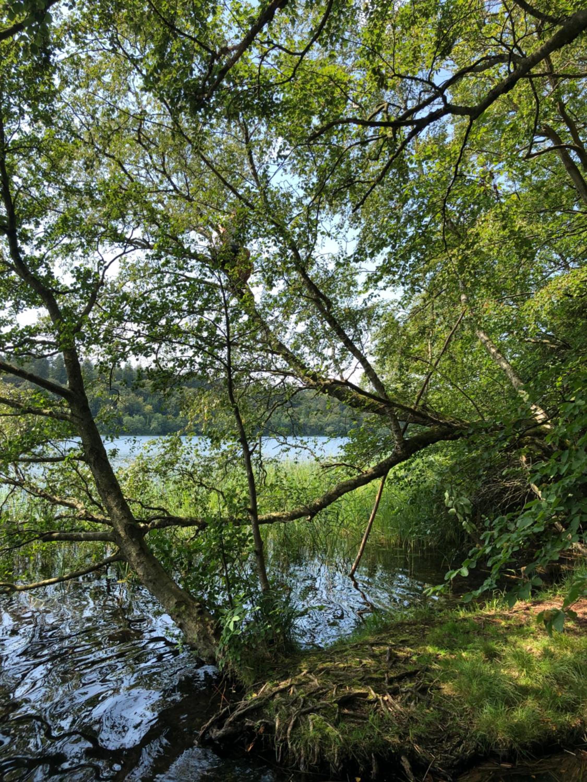 Borgdal