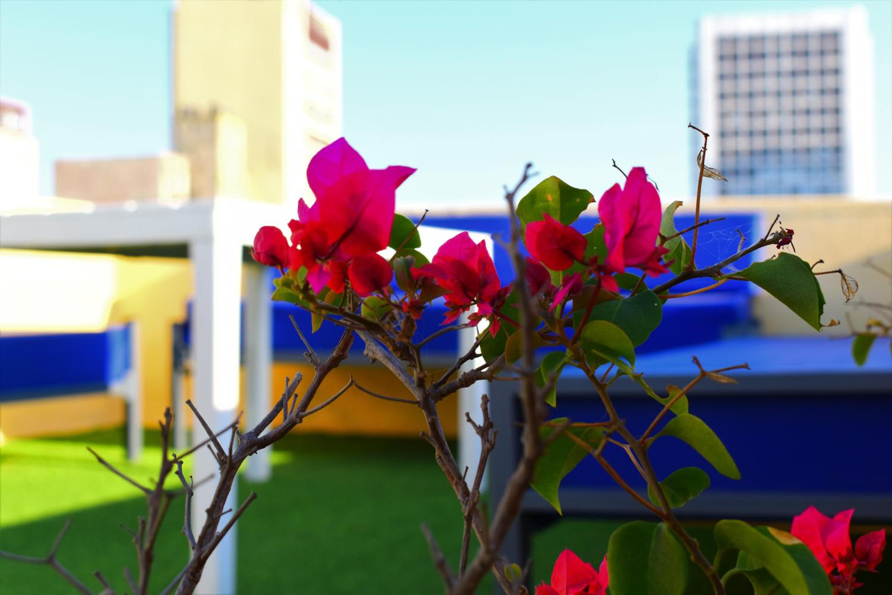 roof