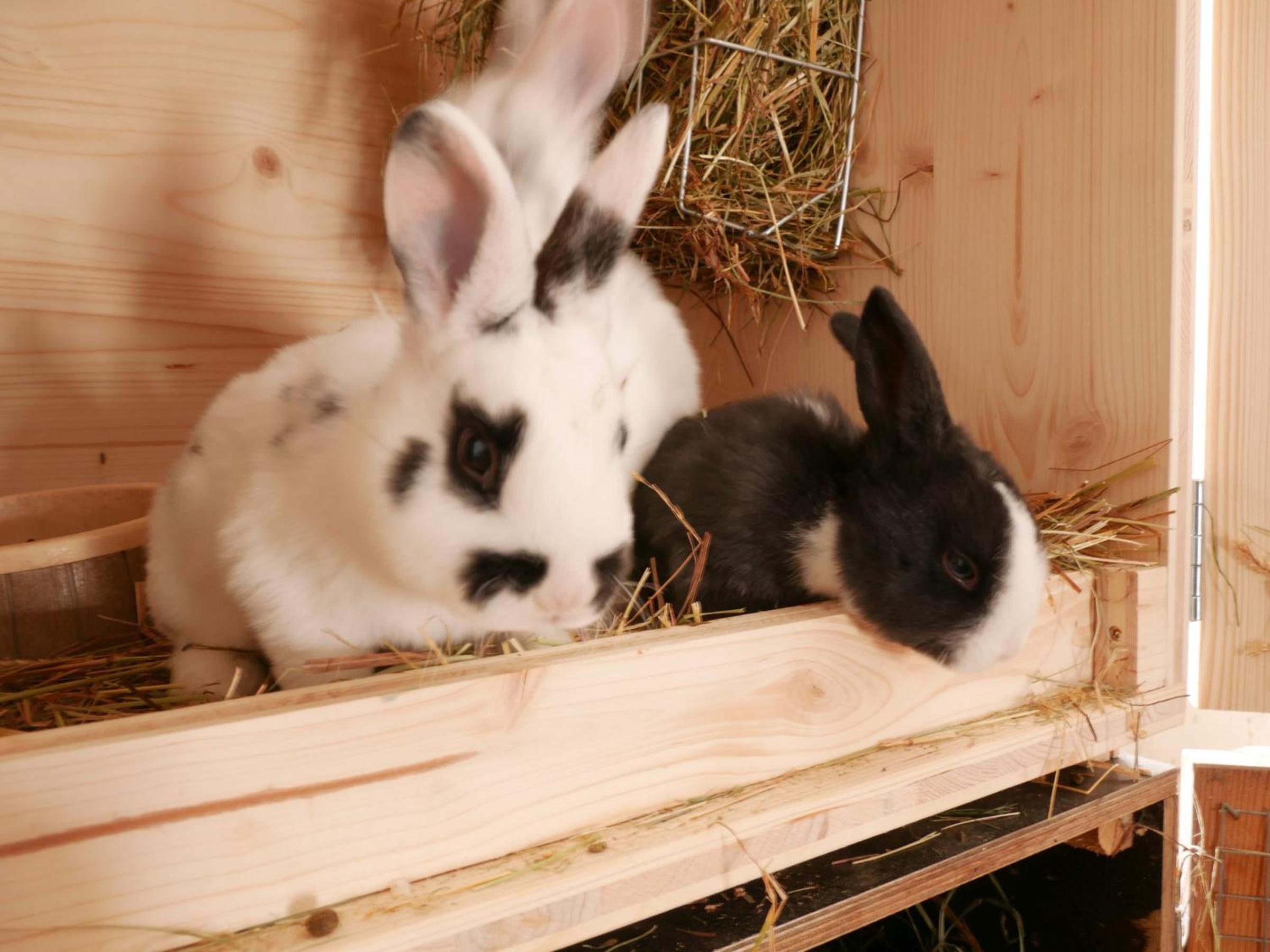 Photo 46