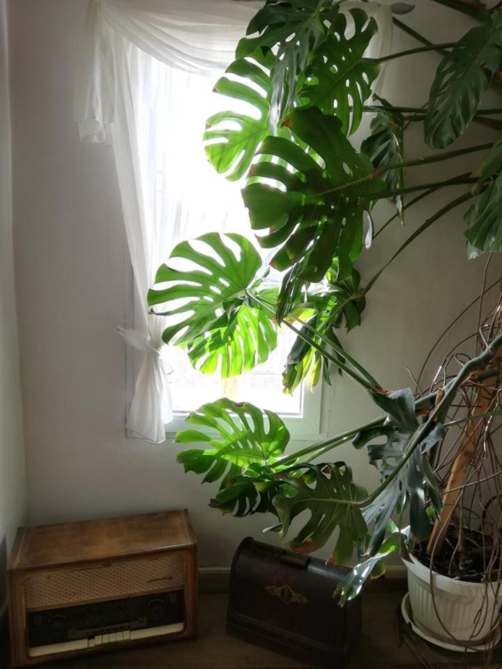 Guest House Vodolei