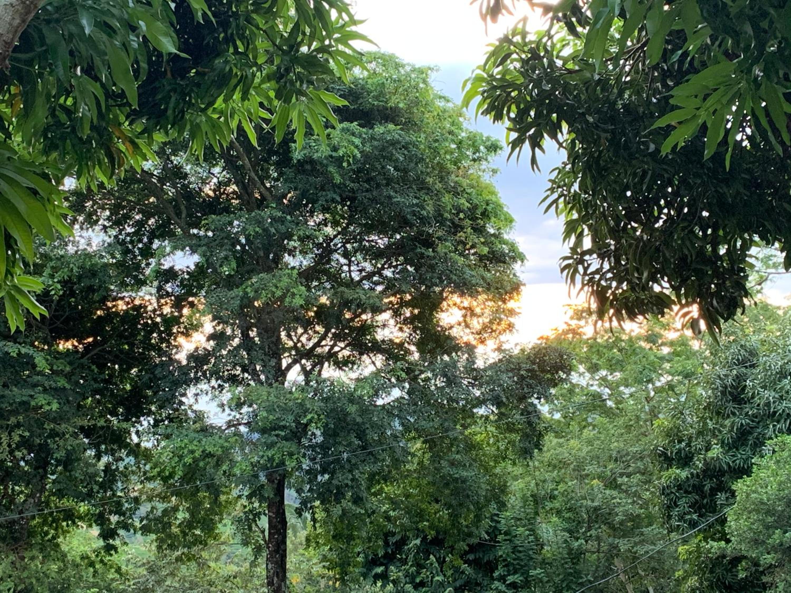 Finca Peñitas