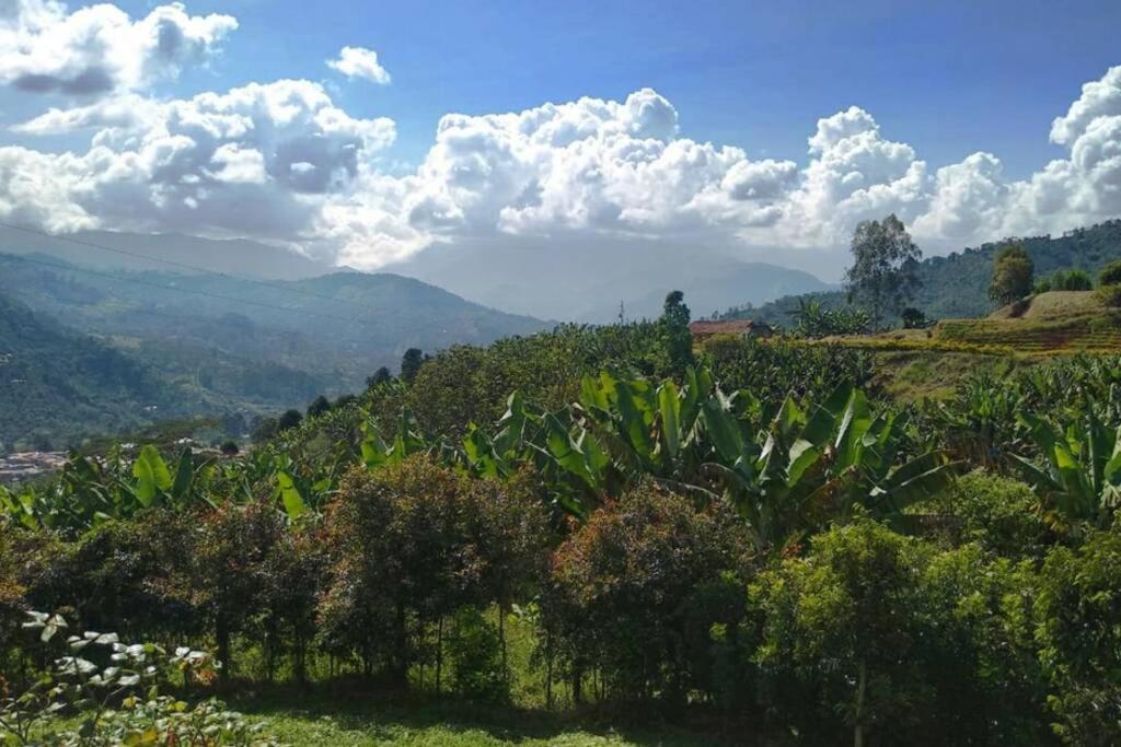 Finca La Antigua. finca tradicional Cafetera