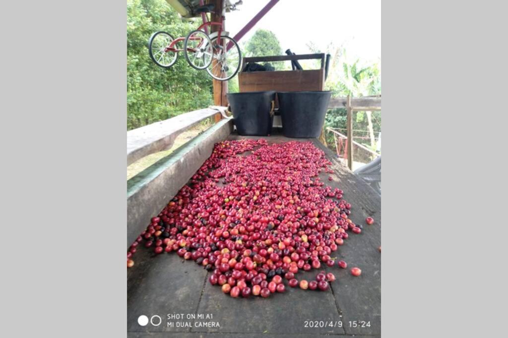 Finca La Antigua. finca tradicional Cafetera
