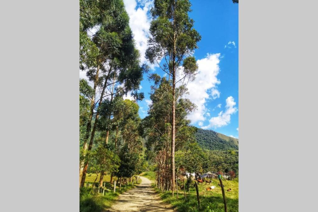 Finca La Antigua. finca tradicional Cafetera