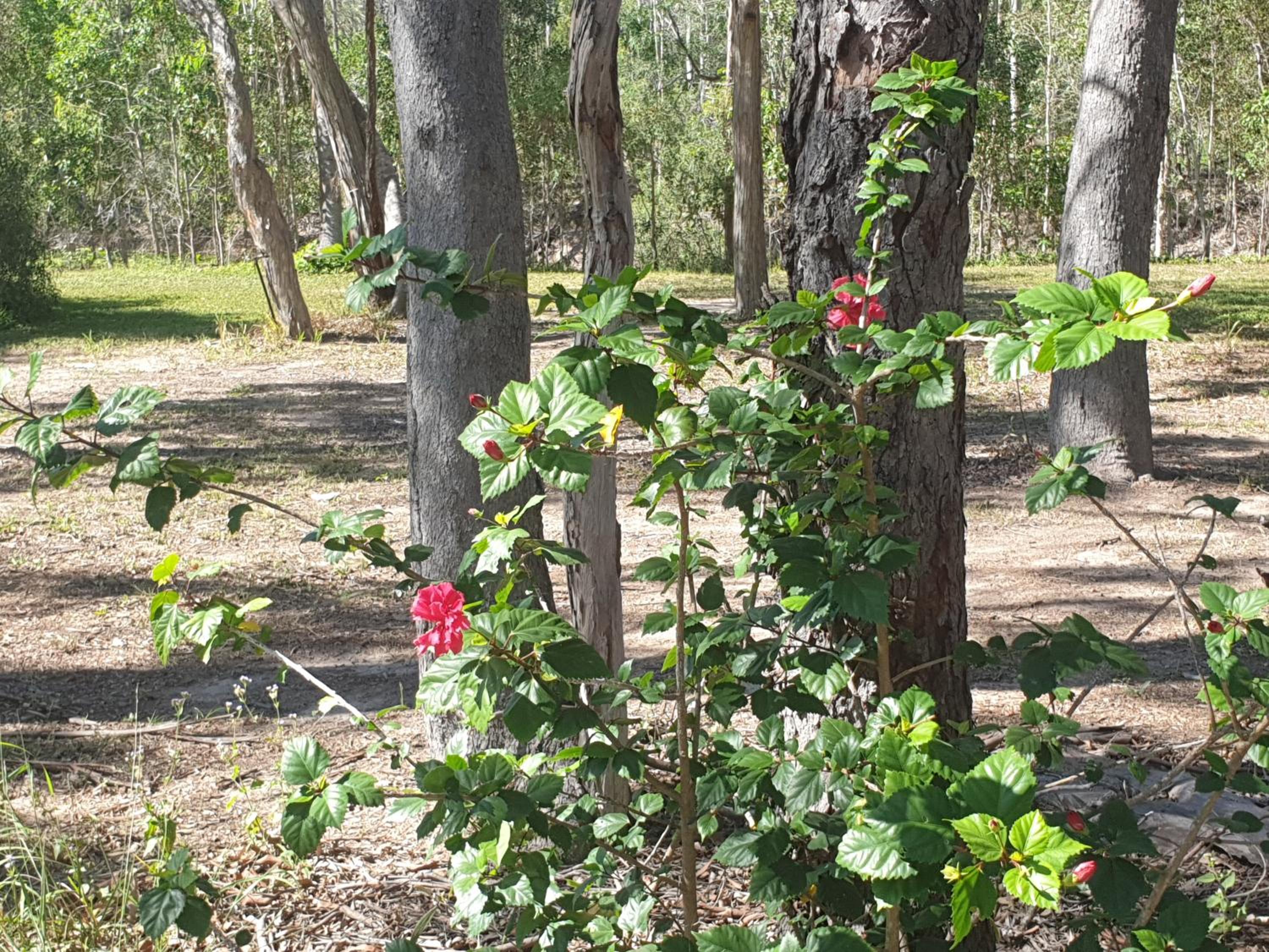 Yellow Cottage - bush and beach