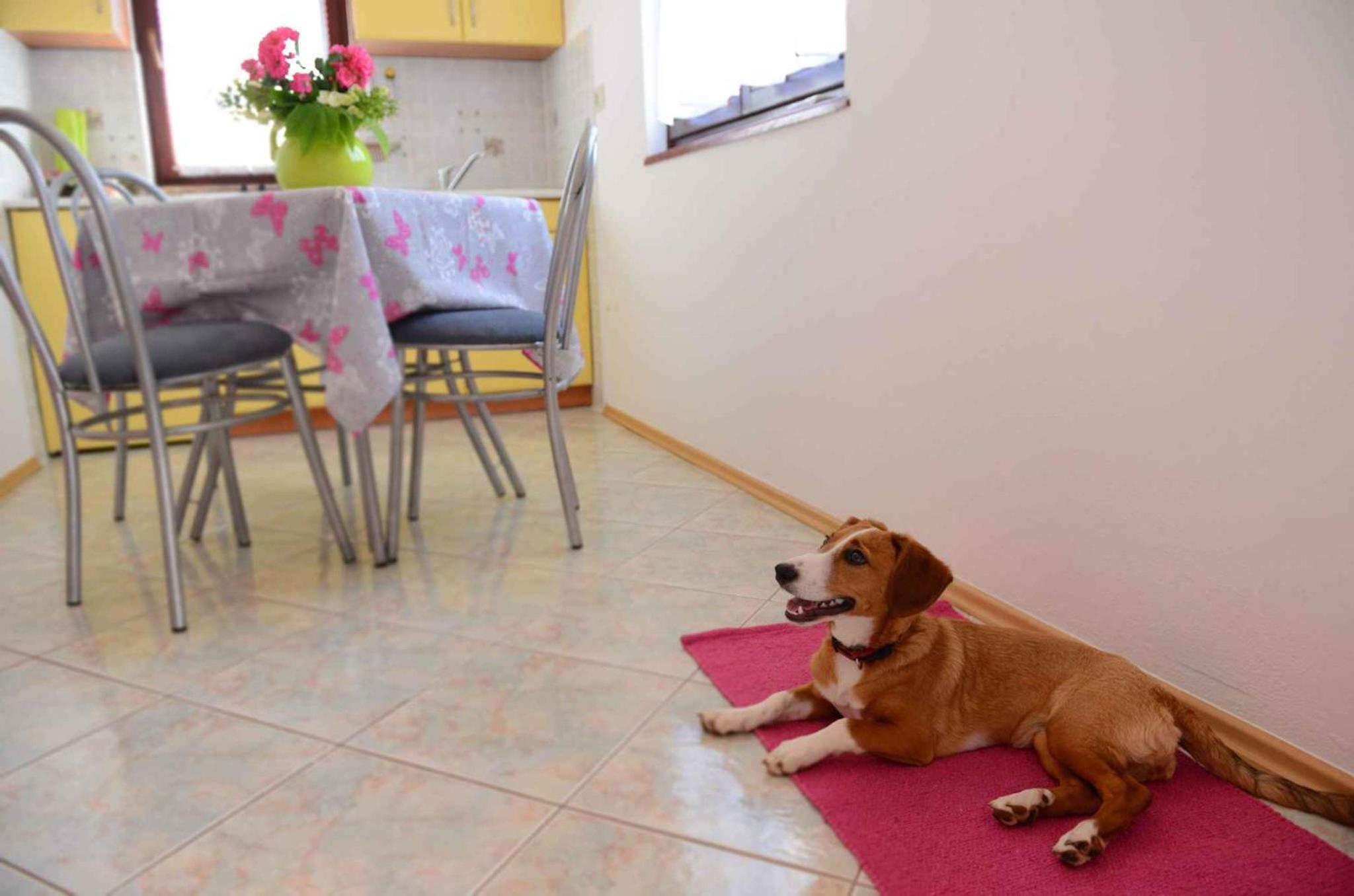 Porec Vacations - Apartments in Porec - Istrien 40038 - Property Image 5