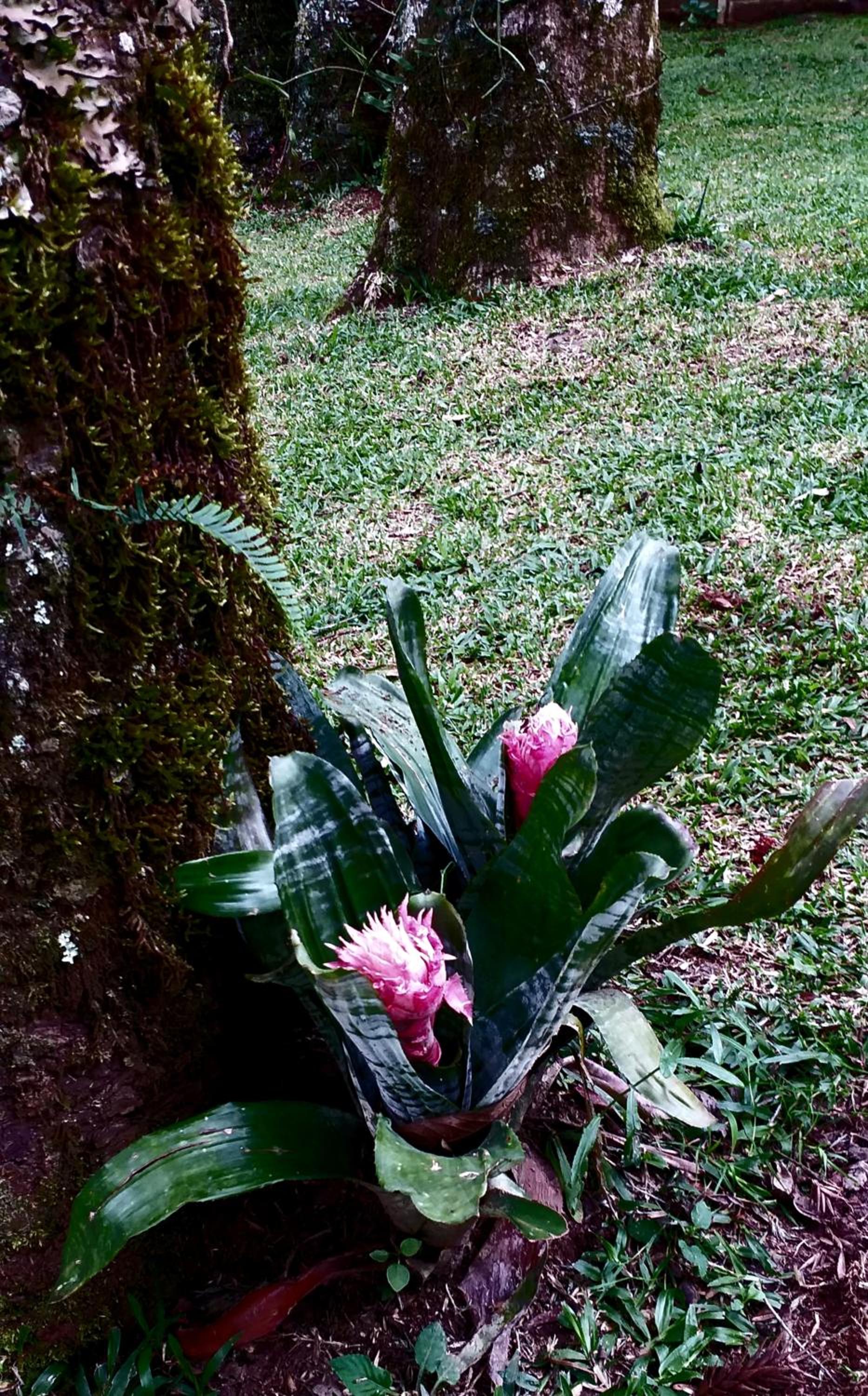 Bosque das Araucárias