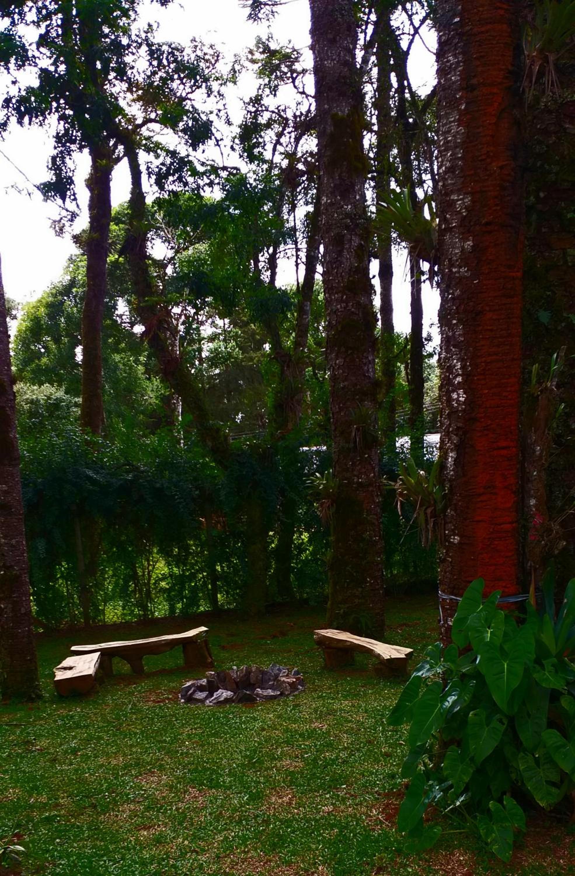 Bosque das Araucárias