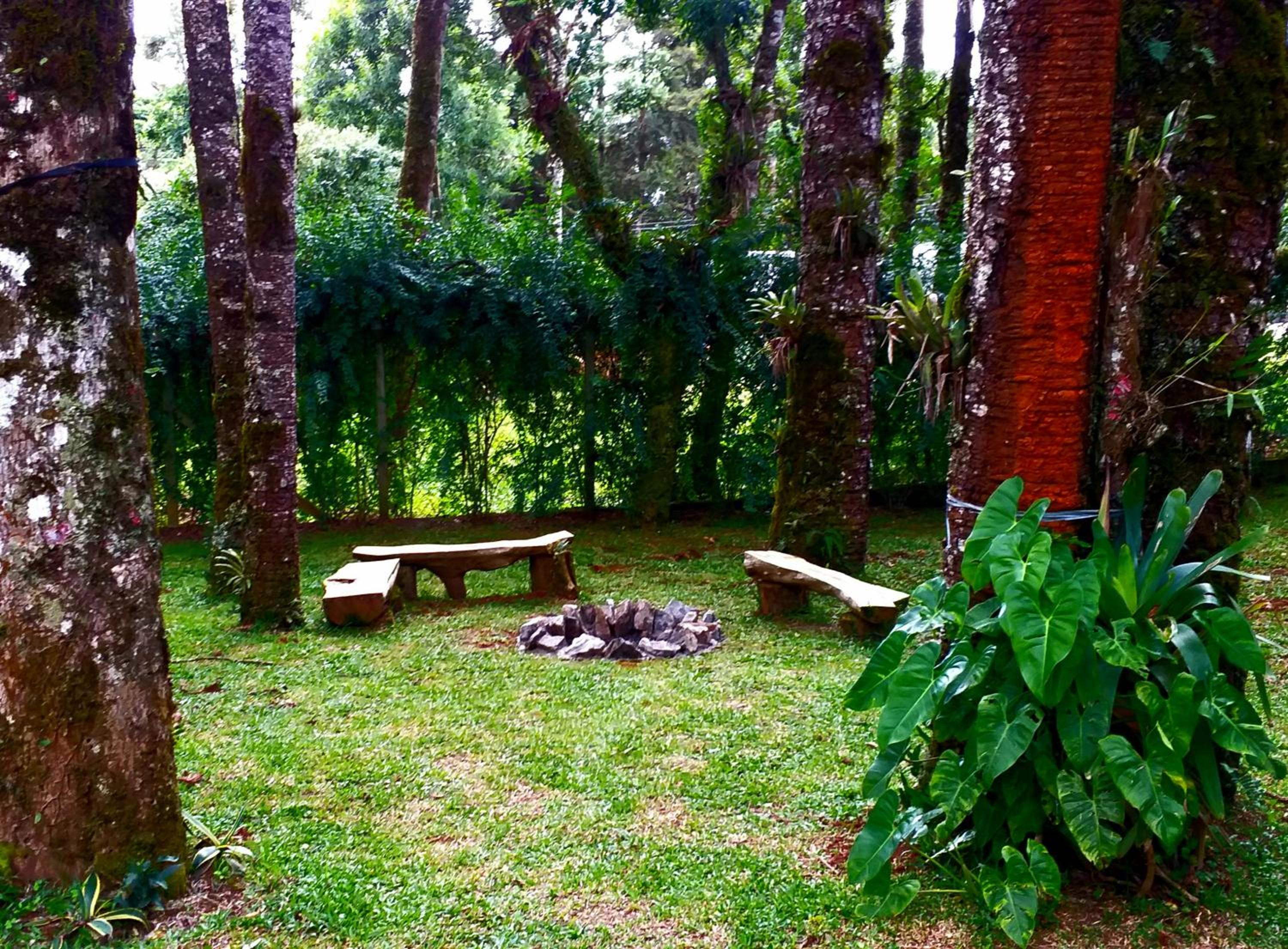 Bosque das Araucárias