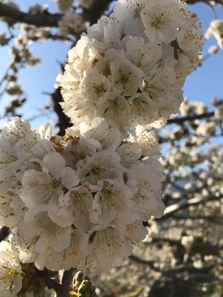 Photo 43