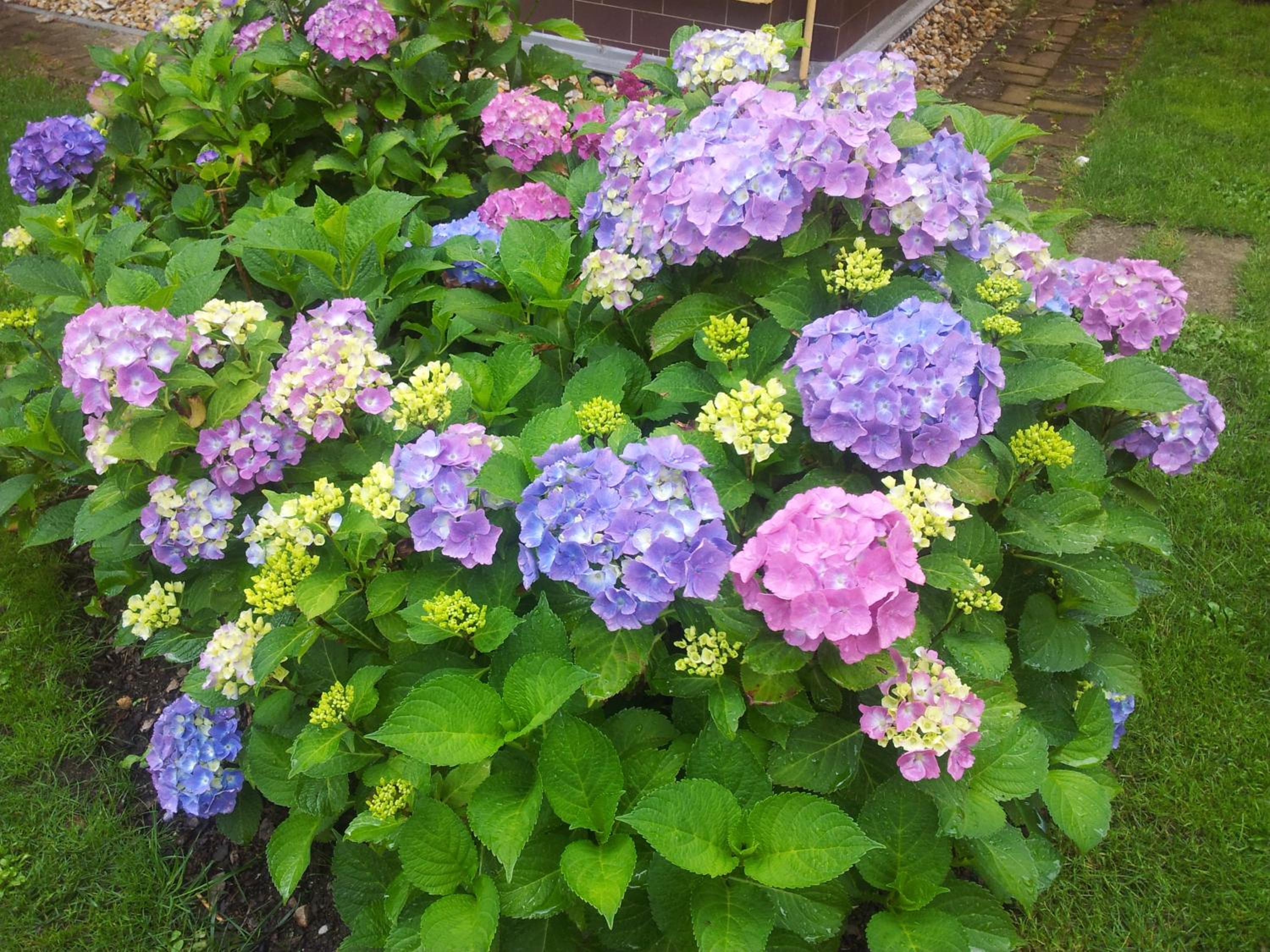 Photo 51