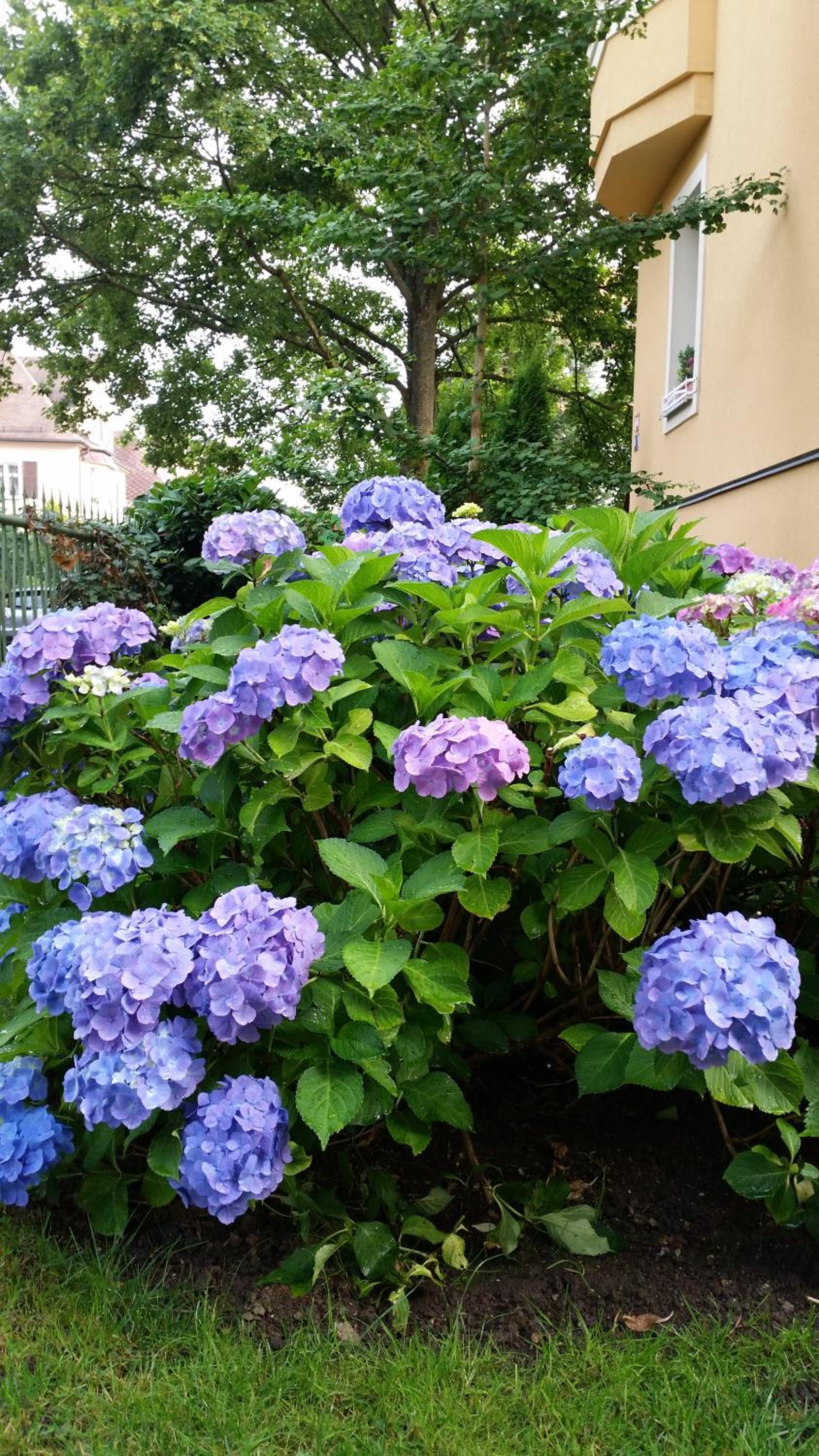 Photo 42