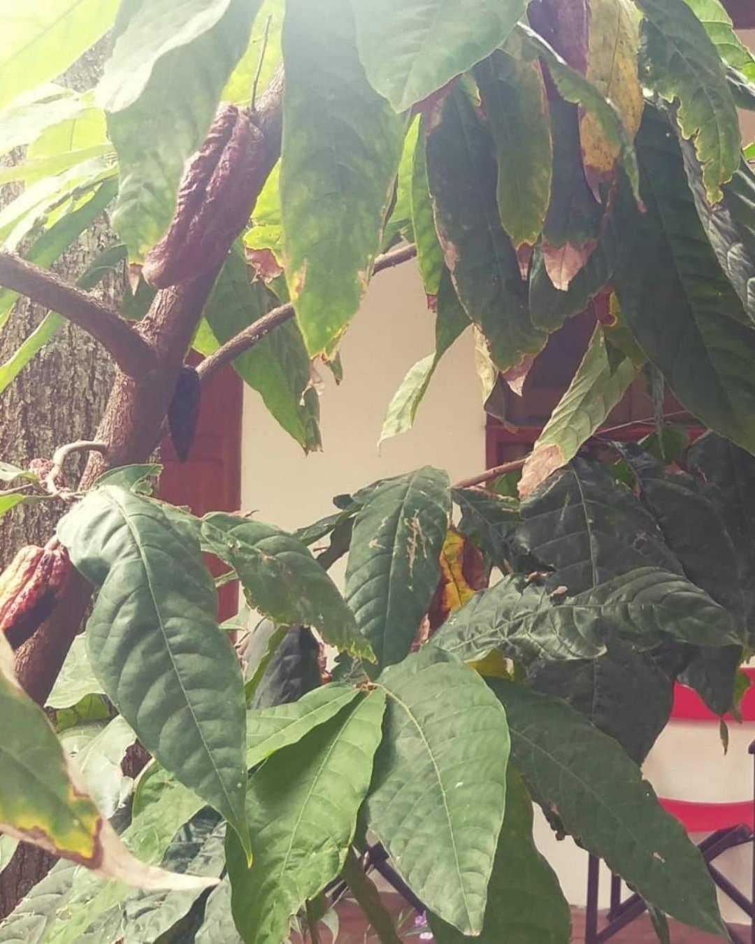 Mi Ranchito, Centro