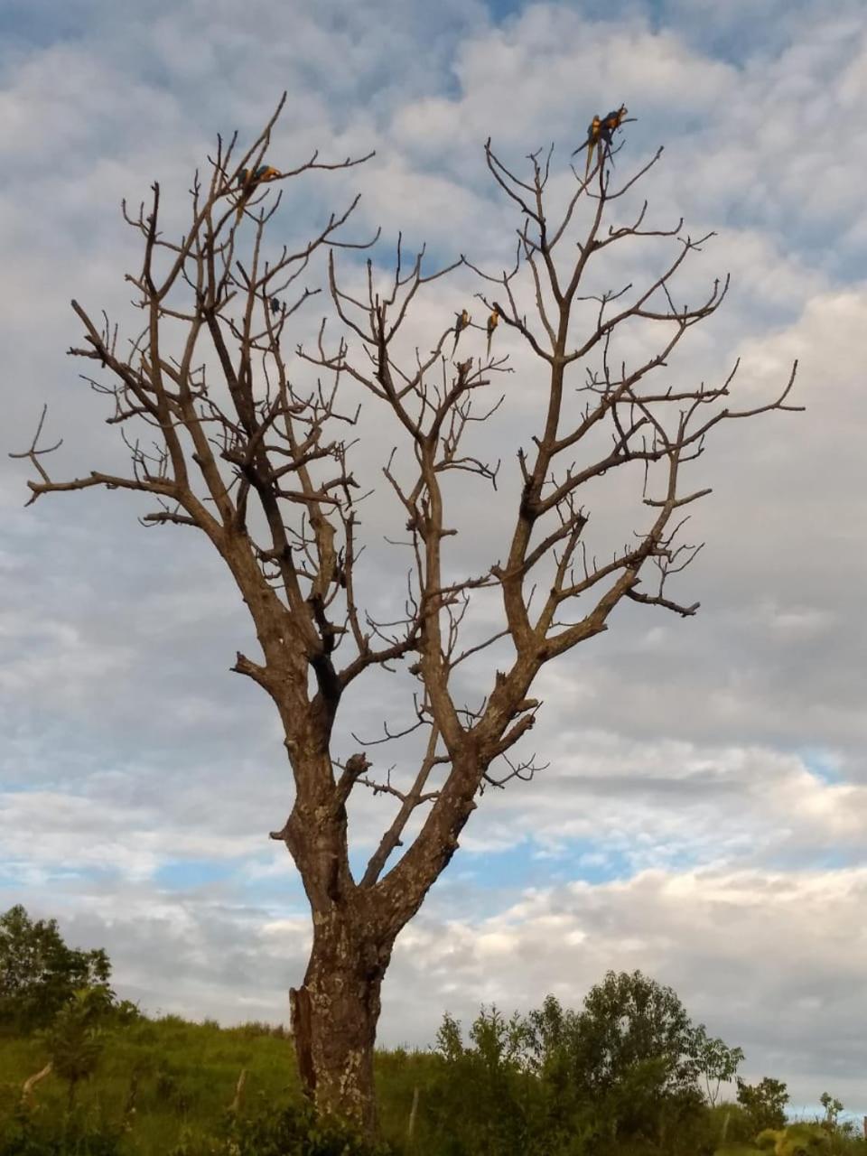 Fazenda Tarumã