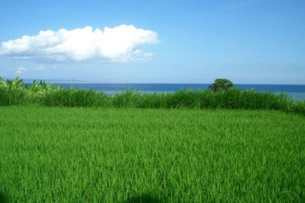 Klotok Surf Shack view 3