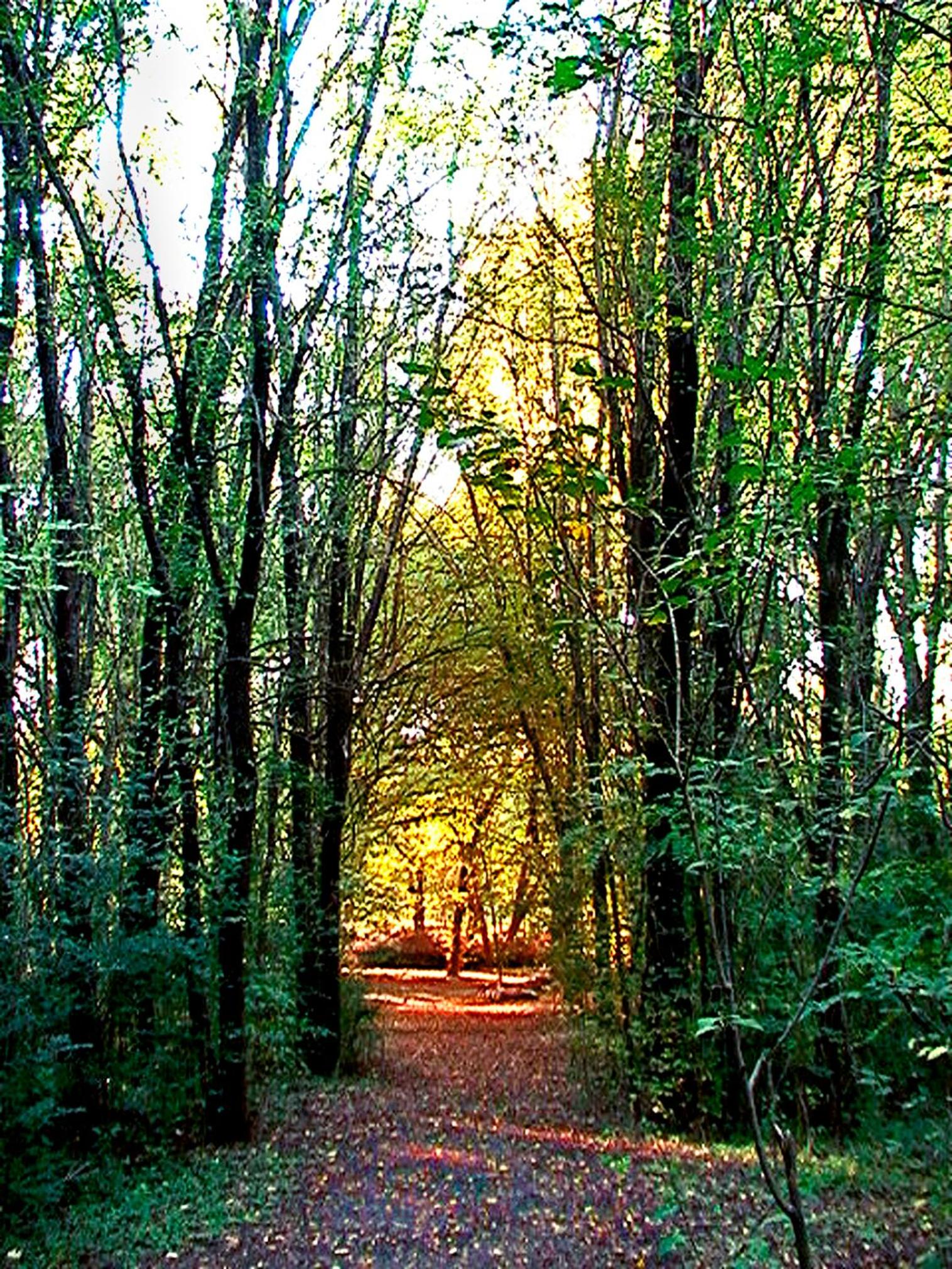 Cabañas Am Bach