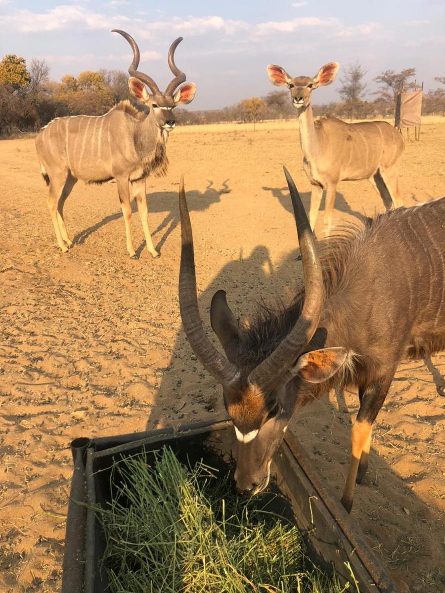 Limpopo Bushveld Retreat