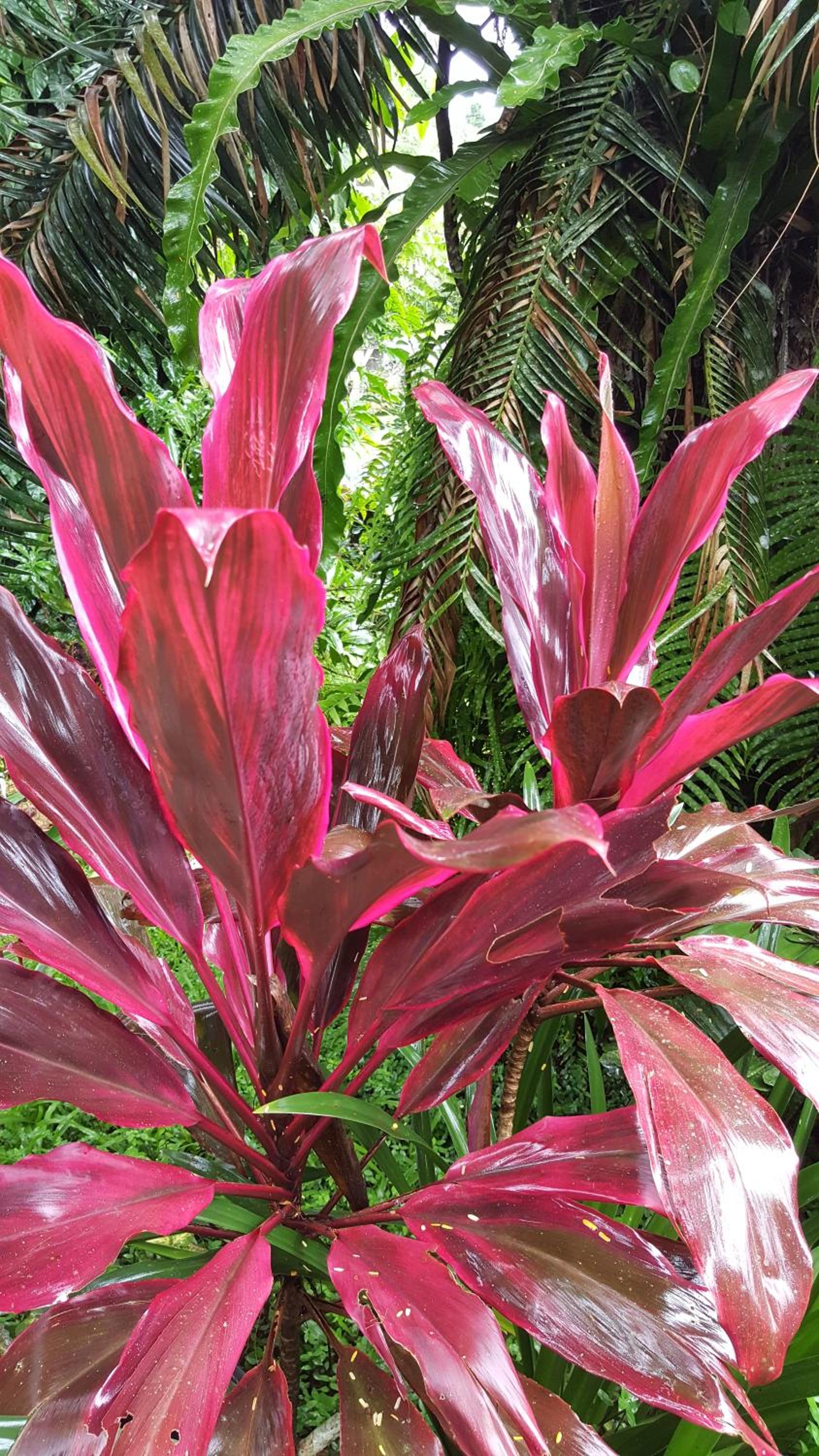 Babinda Quarters