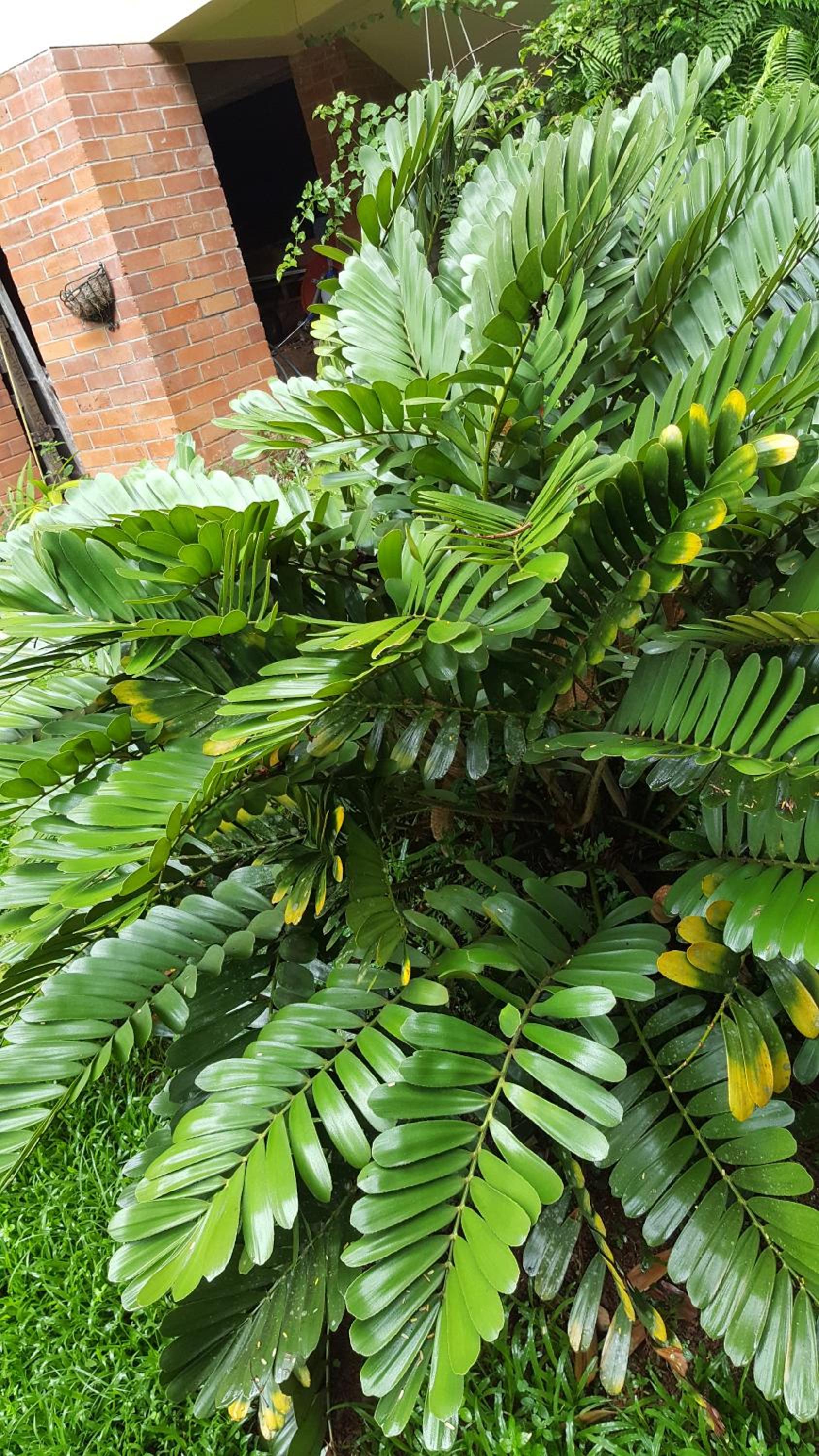 Babinda Quarters