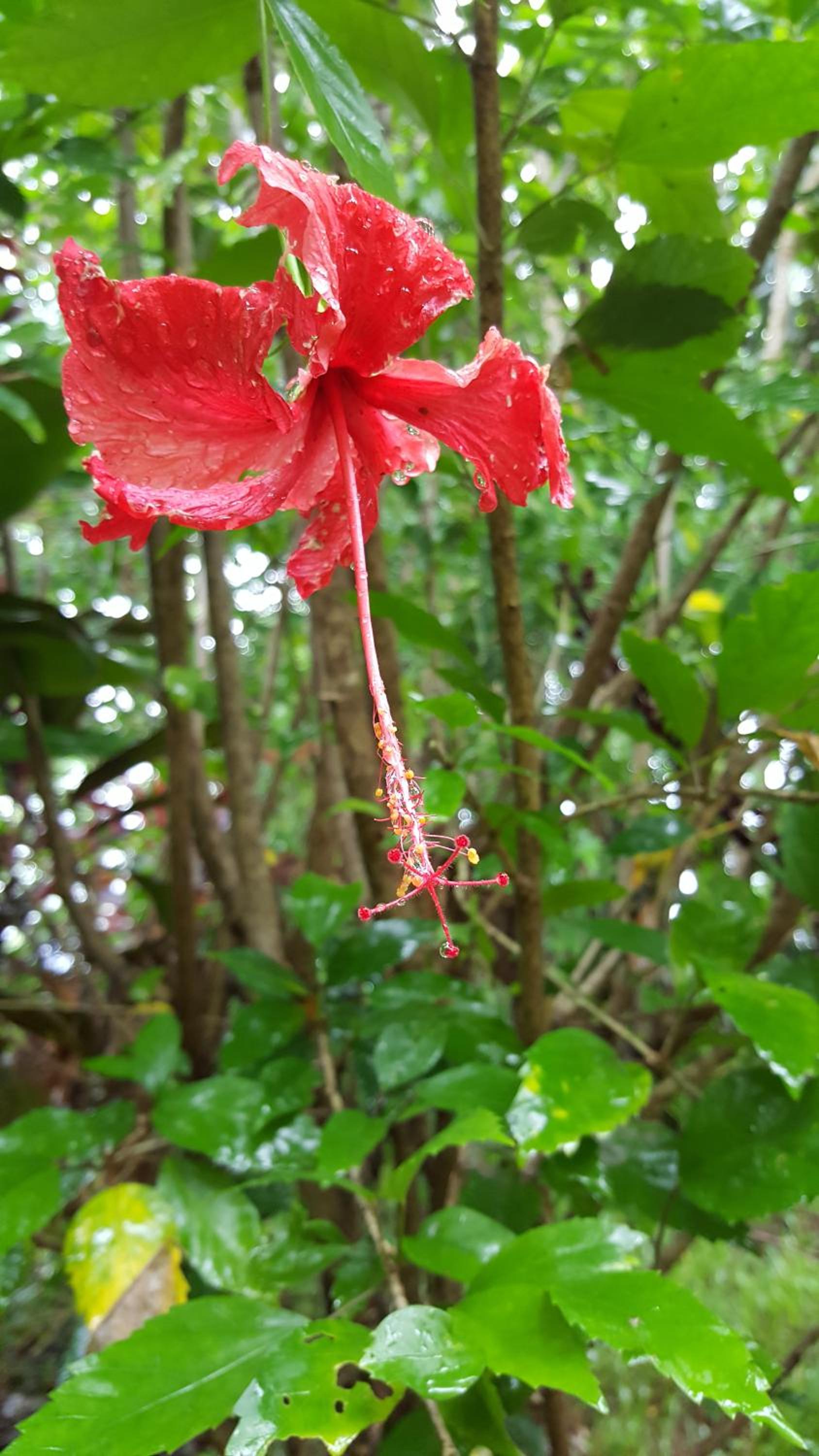 Babinda Quarters
