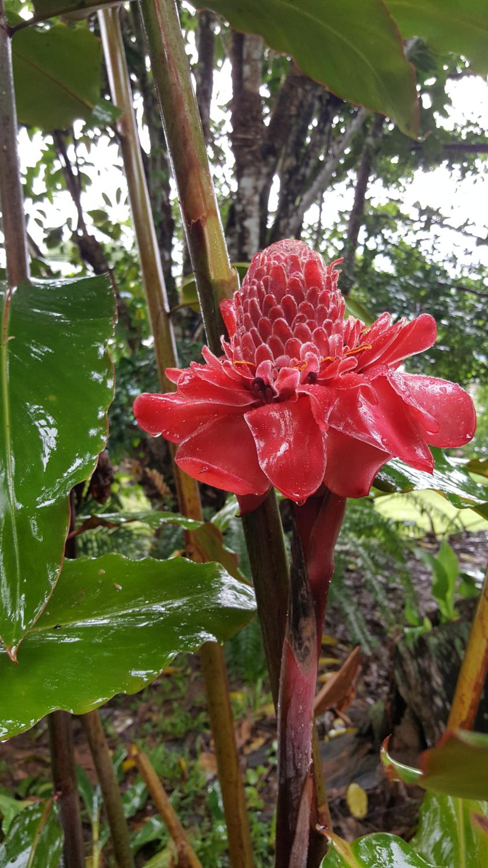 Babinda Quarters