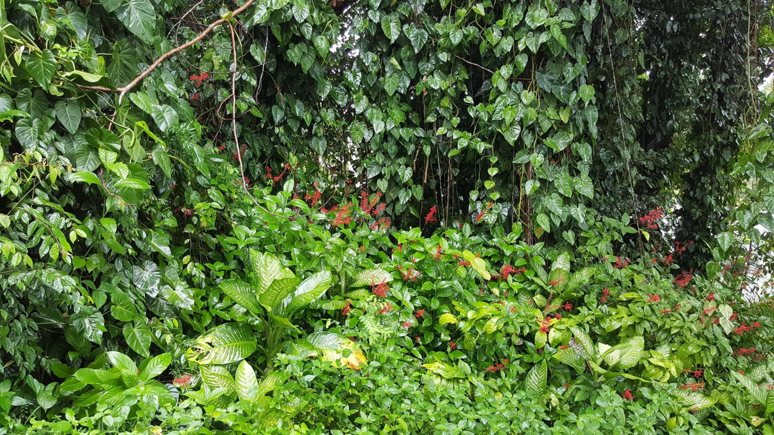 Babinda Quarters