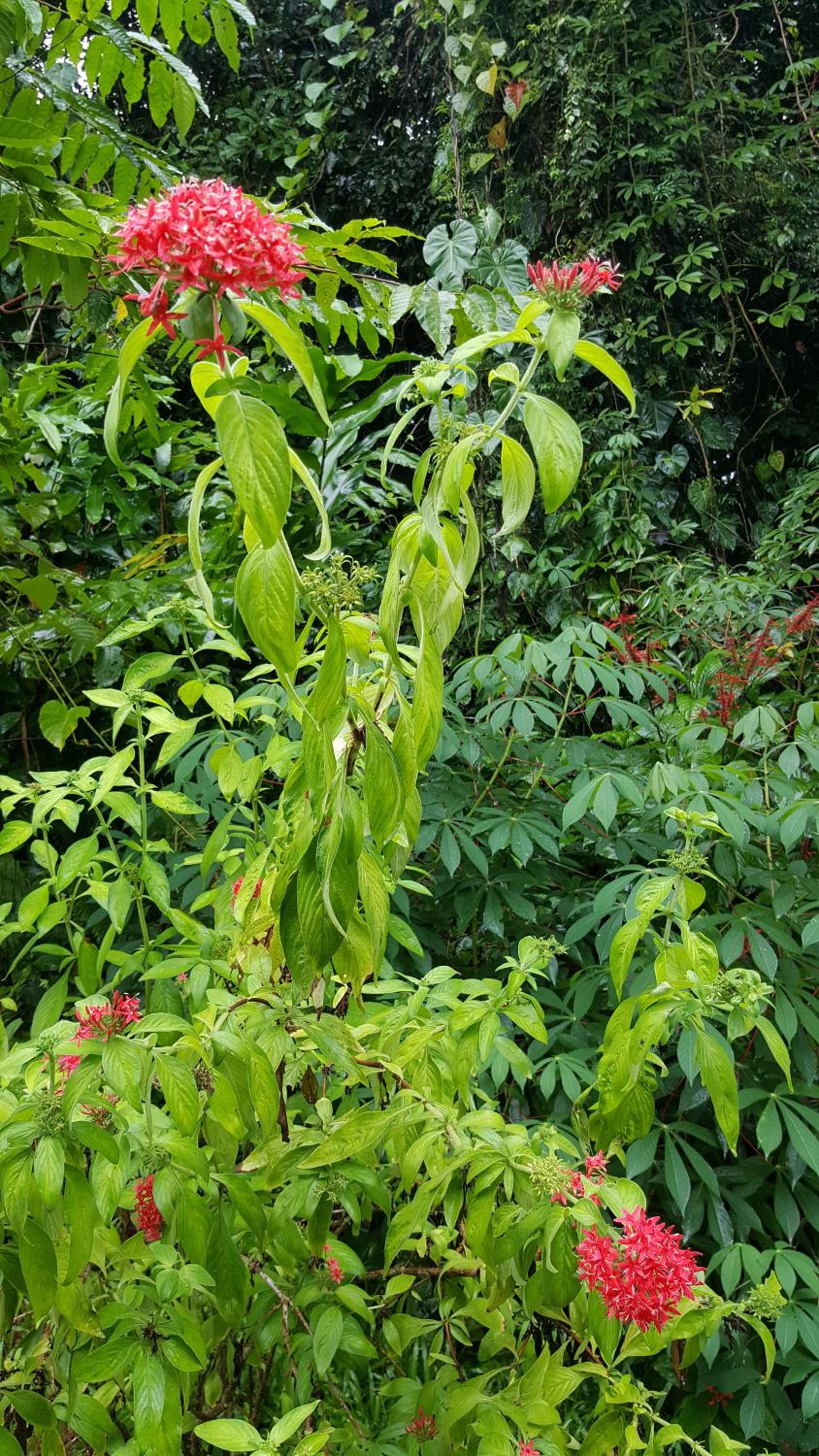 Babinda Quarters
