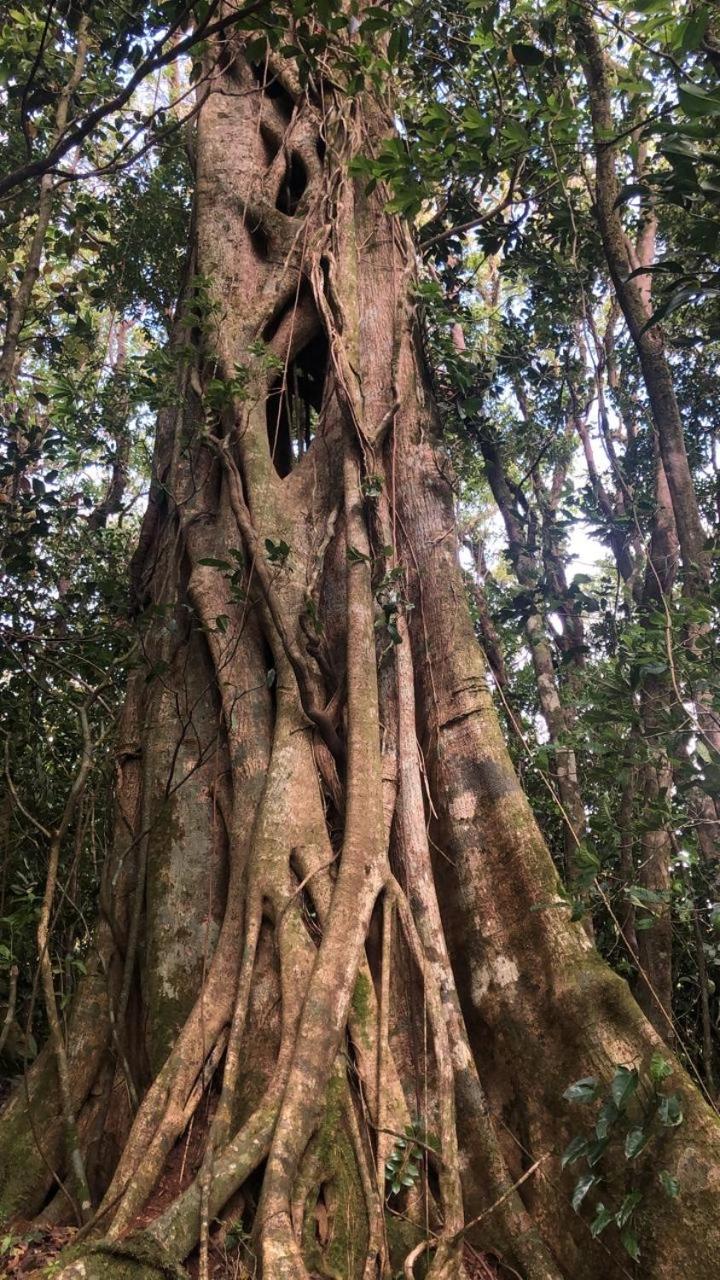 Cantos Del Bosque