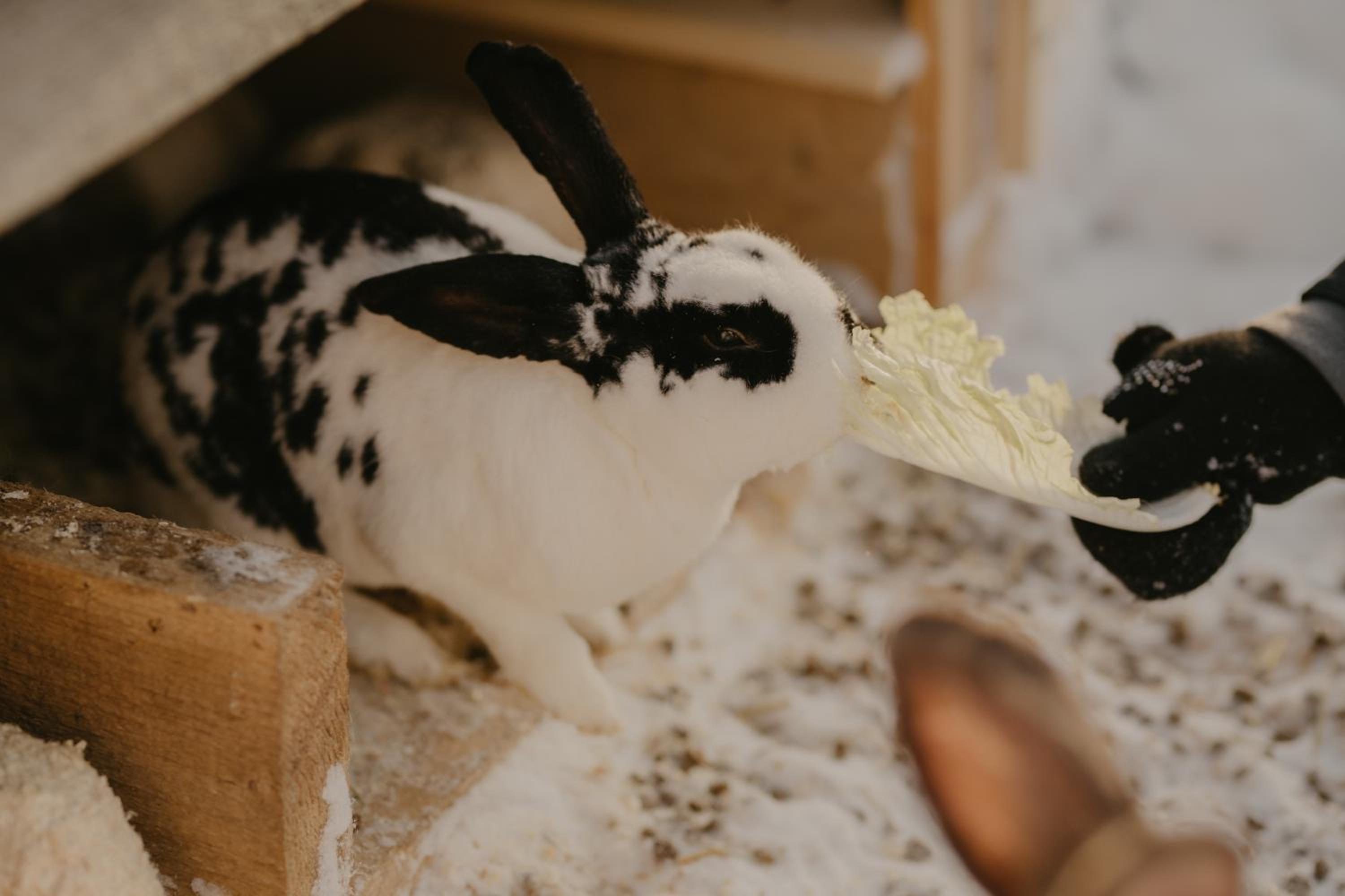 Torma Puhkemaja ja Glämping