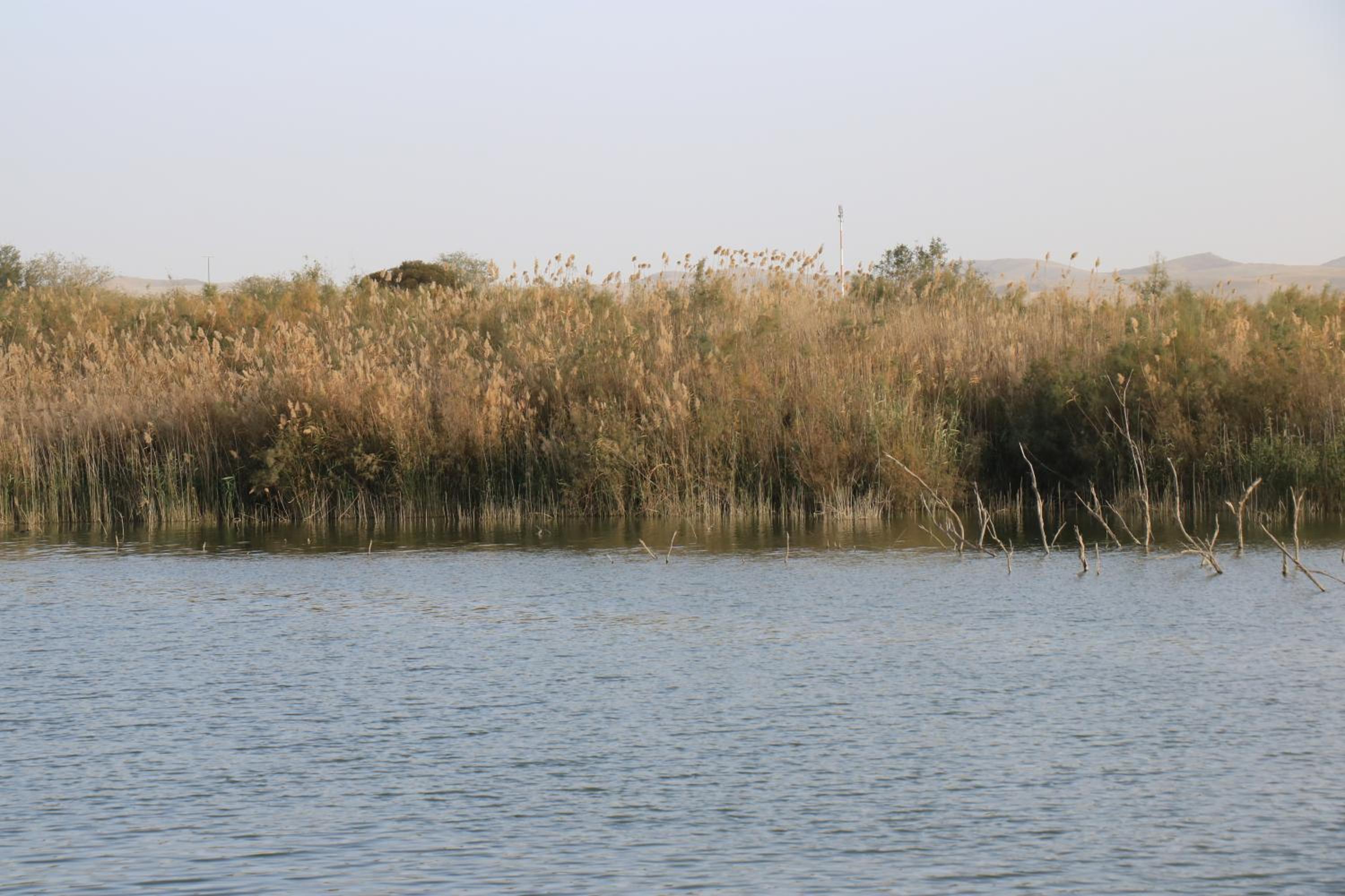 עדן במדבר - eden in desert, photo 10
