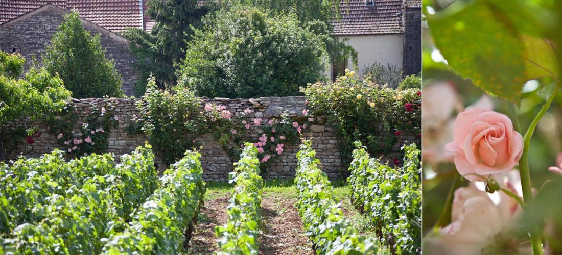 Domaine VIOLOT-GUILLEMARD view 4