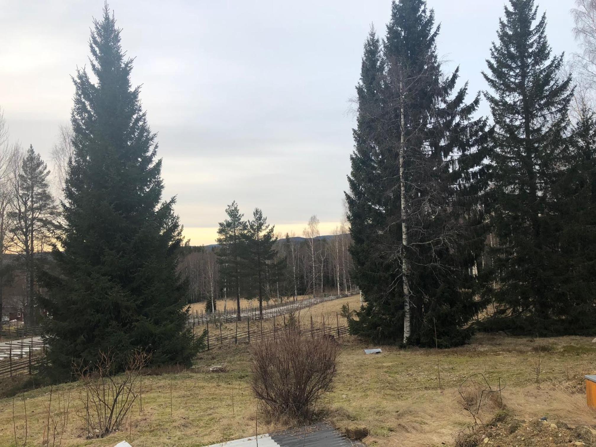 Paradiset stugan i fin skogen