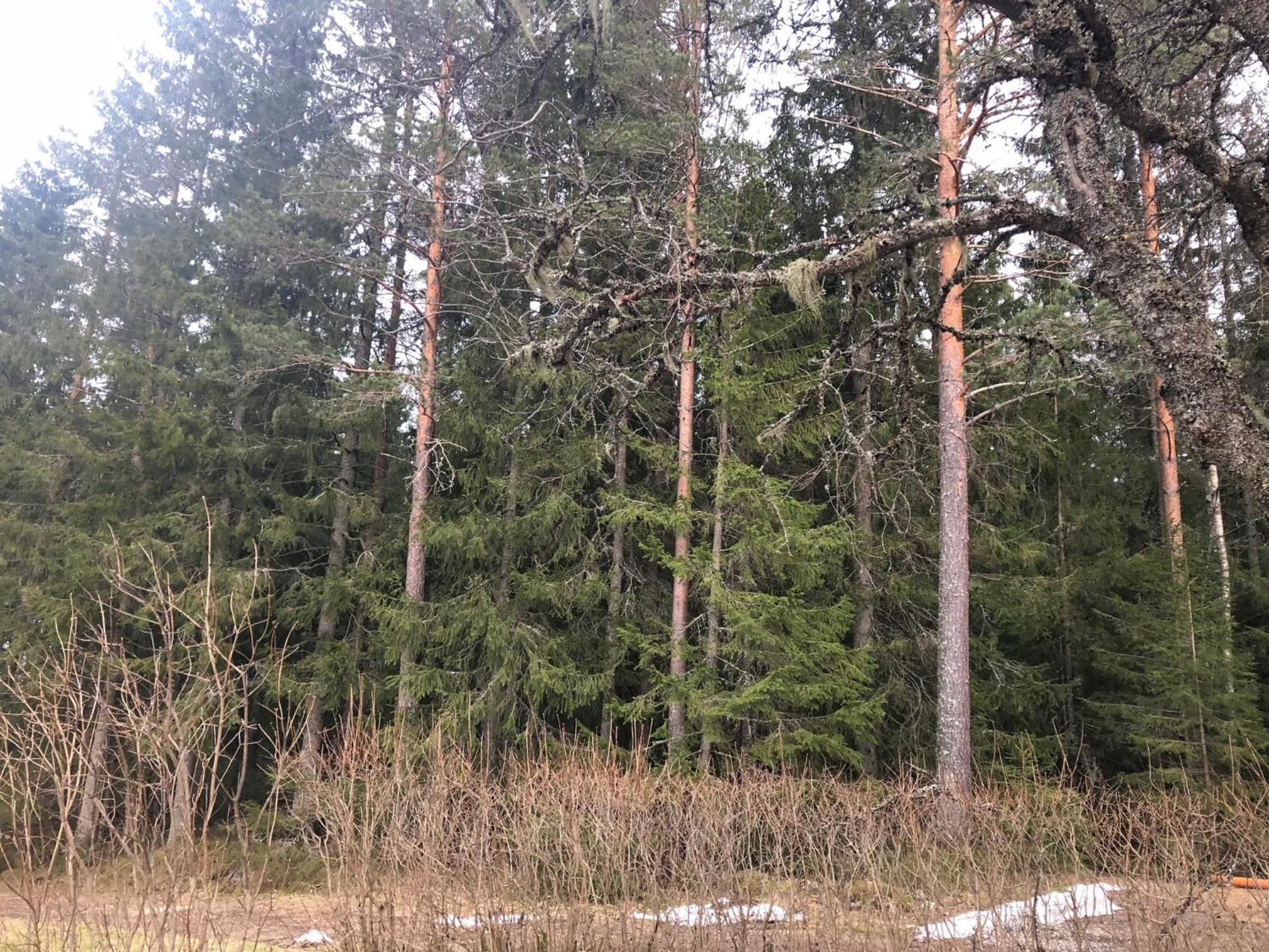Paradiset stugan i fin skogen